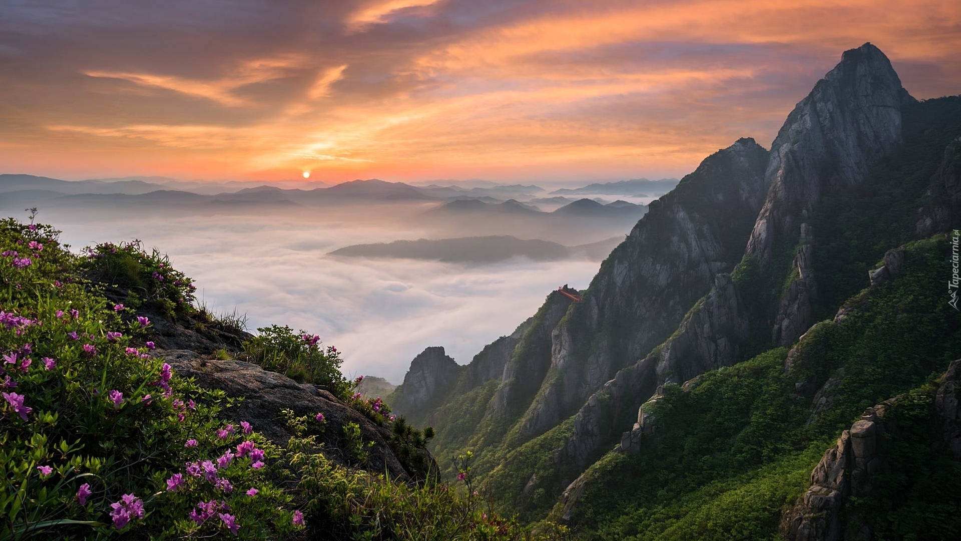 Góry Wolchulsan, Park Narodowy Wolchulsan, Prowincja Jeolla Południowa, Korea Południowa, Mgła, Kwiaty, Wschód słońca