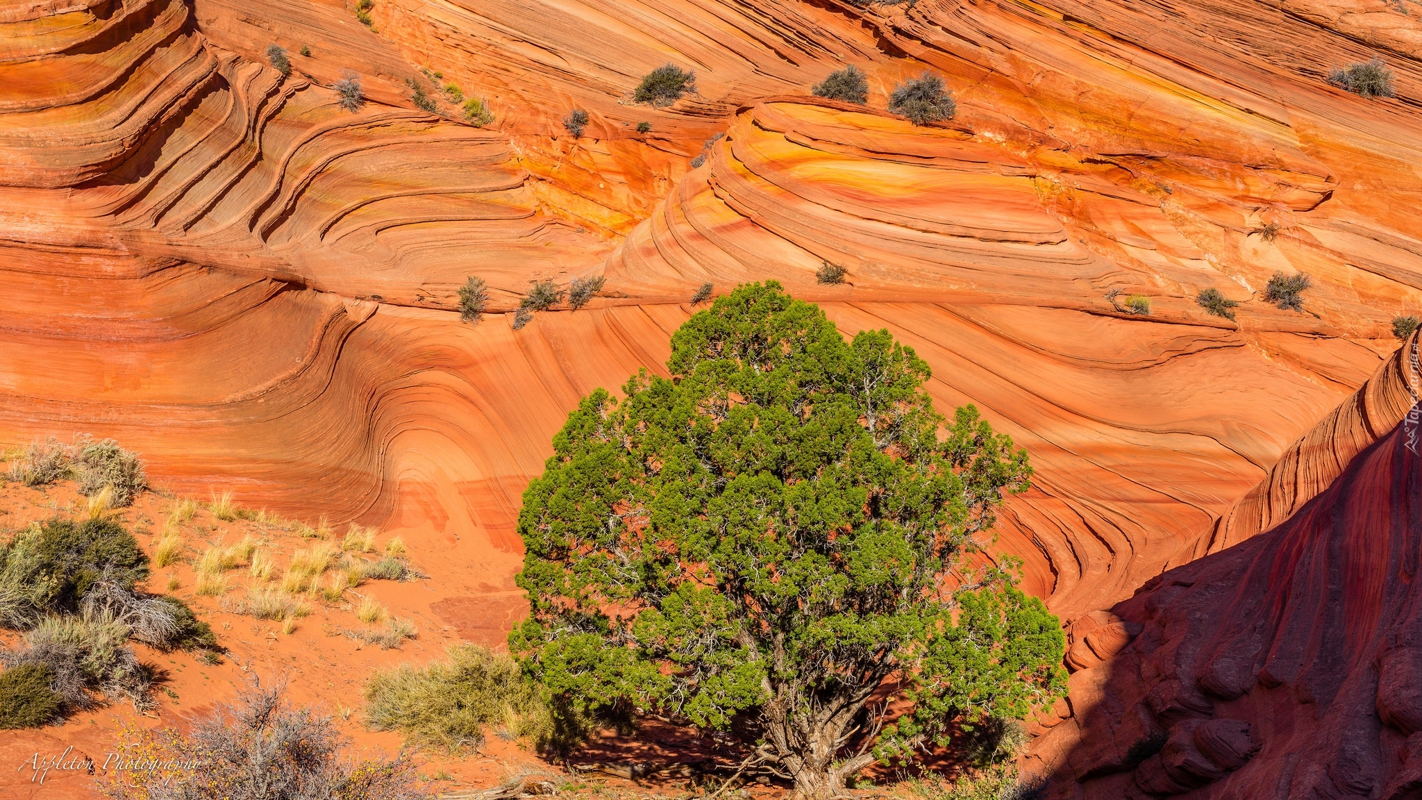 Skały, Drzewo, Rośliny, Park Narodowy Zion, Stan Utah, Stany Zjednoczone