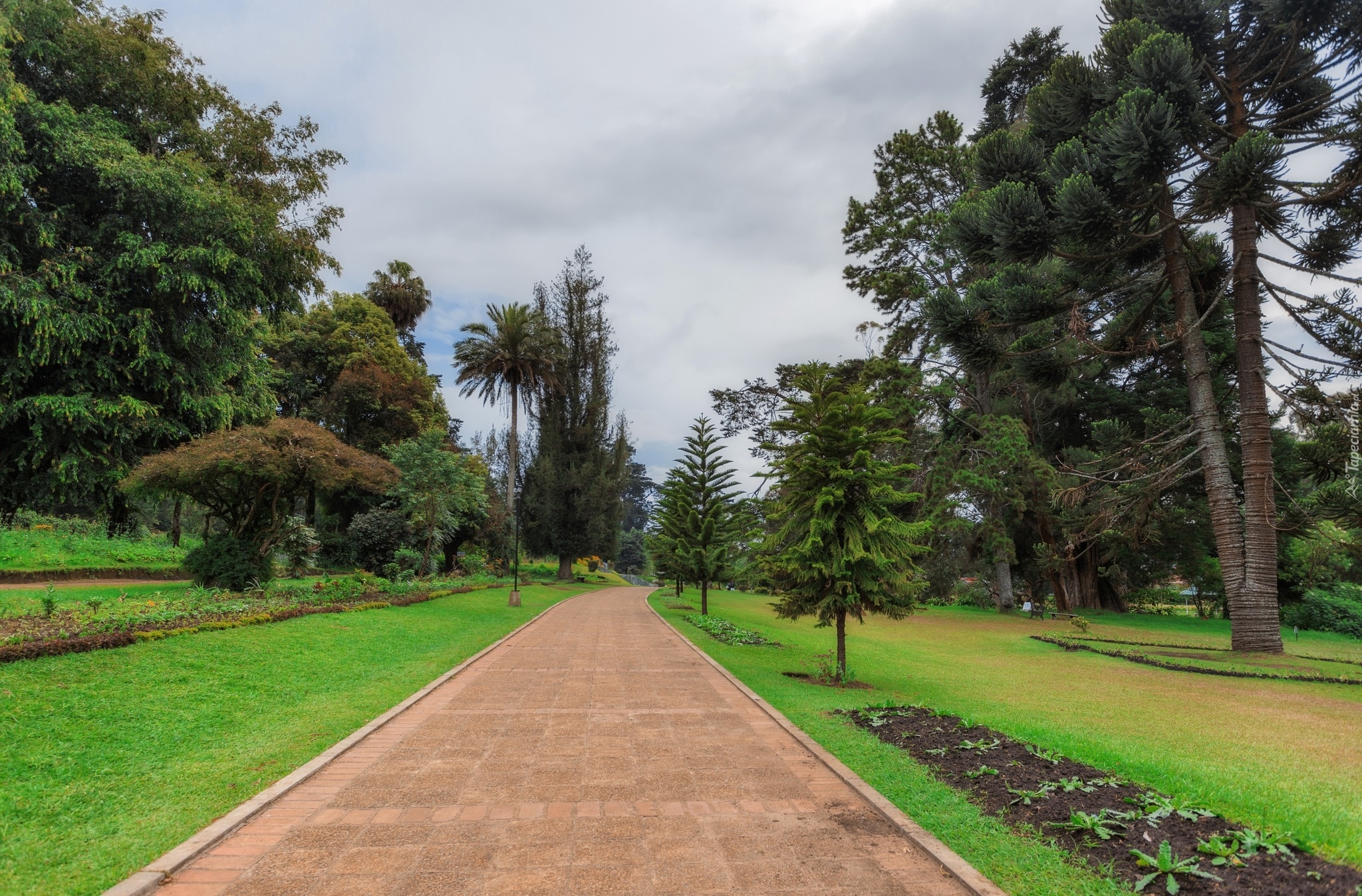 Sri Lanka, Prowincja Środkowa, Miasto Nuwara Eliya, Victoria Park, Park miejski, Drzewa, Alejka