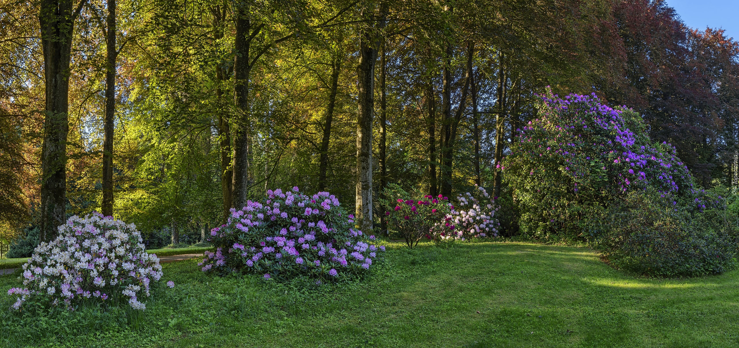 Niemcy, Gablenz, Park Rododendronów Kromlau