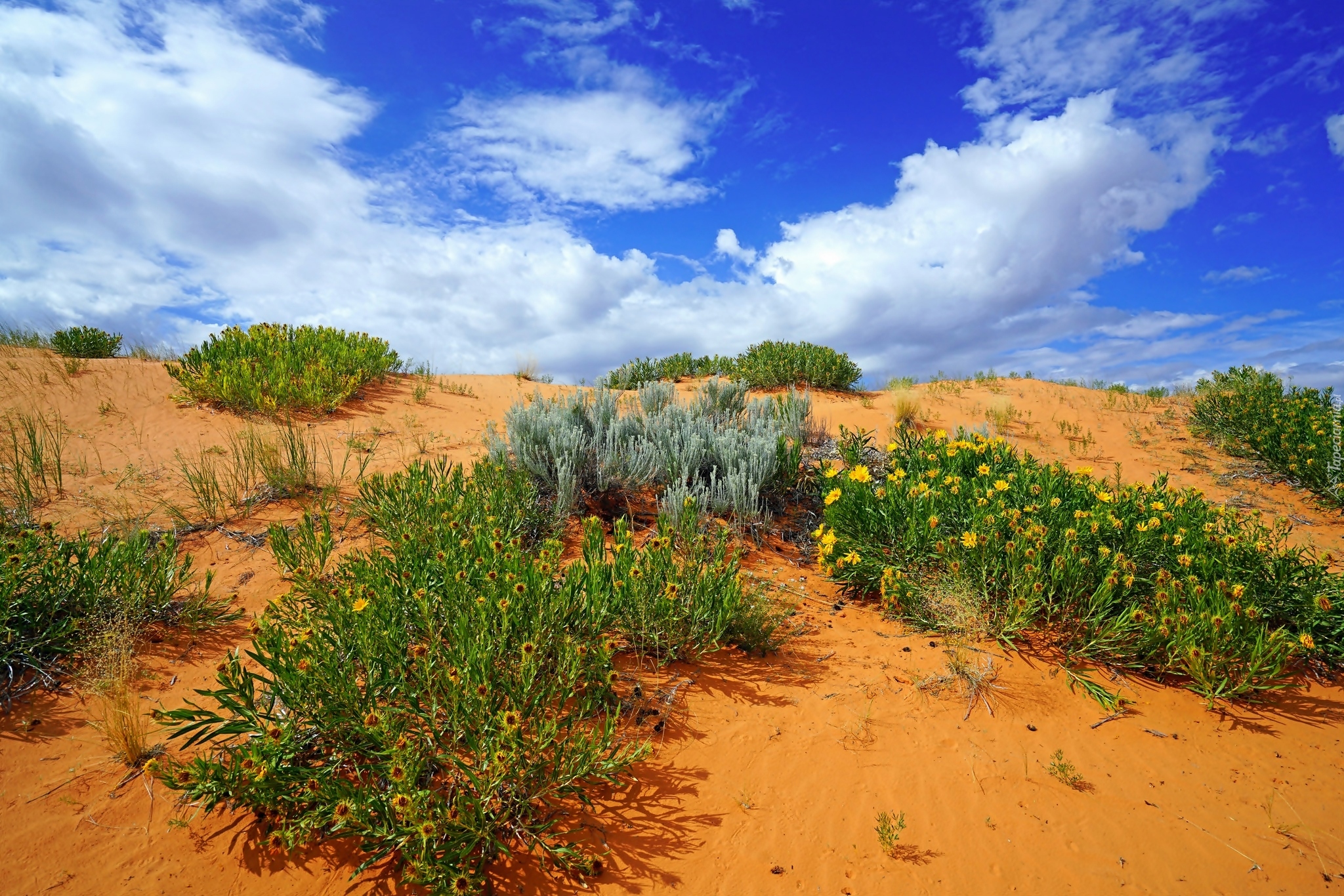 Stany Zjednoczone, Stan Utah, Park stanowy Coral Pink Sand Dunes, Wydmy, Rośliny Ericameria Linearifoli