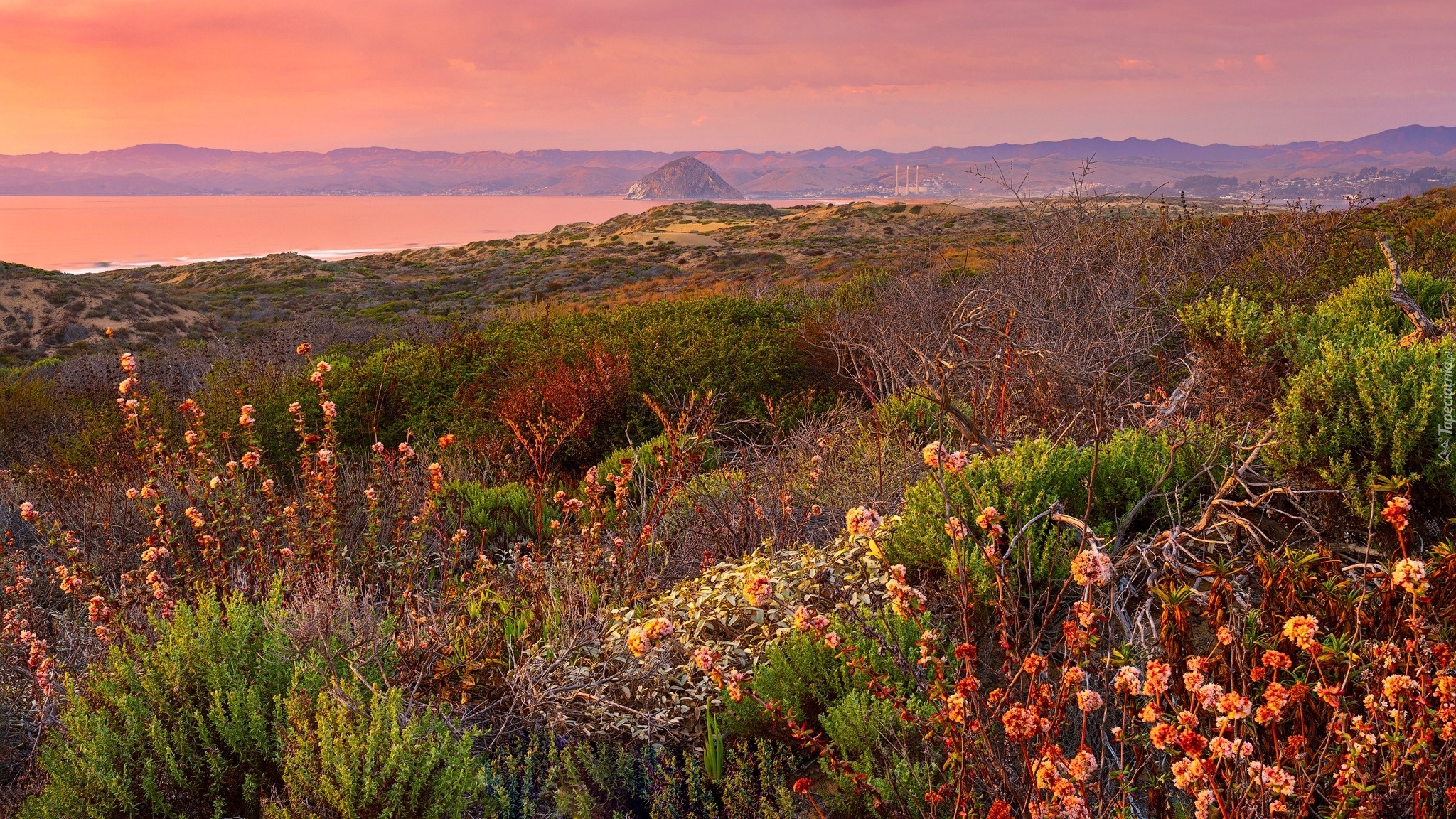 Stany Zjednoczone, Kalifornia, Park Stanowy Montana de Oro, Zachód słońca, Wzgórza, Krzewy, Roślinność