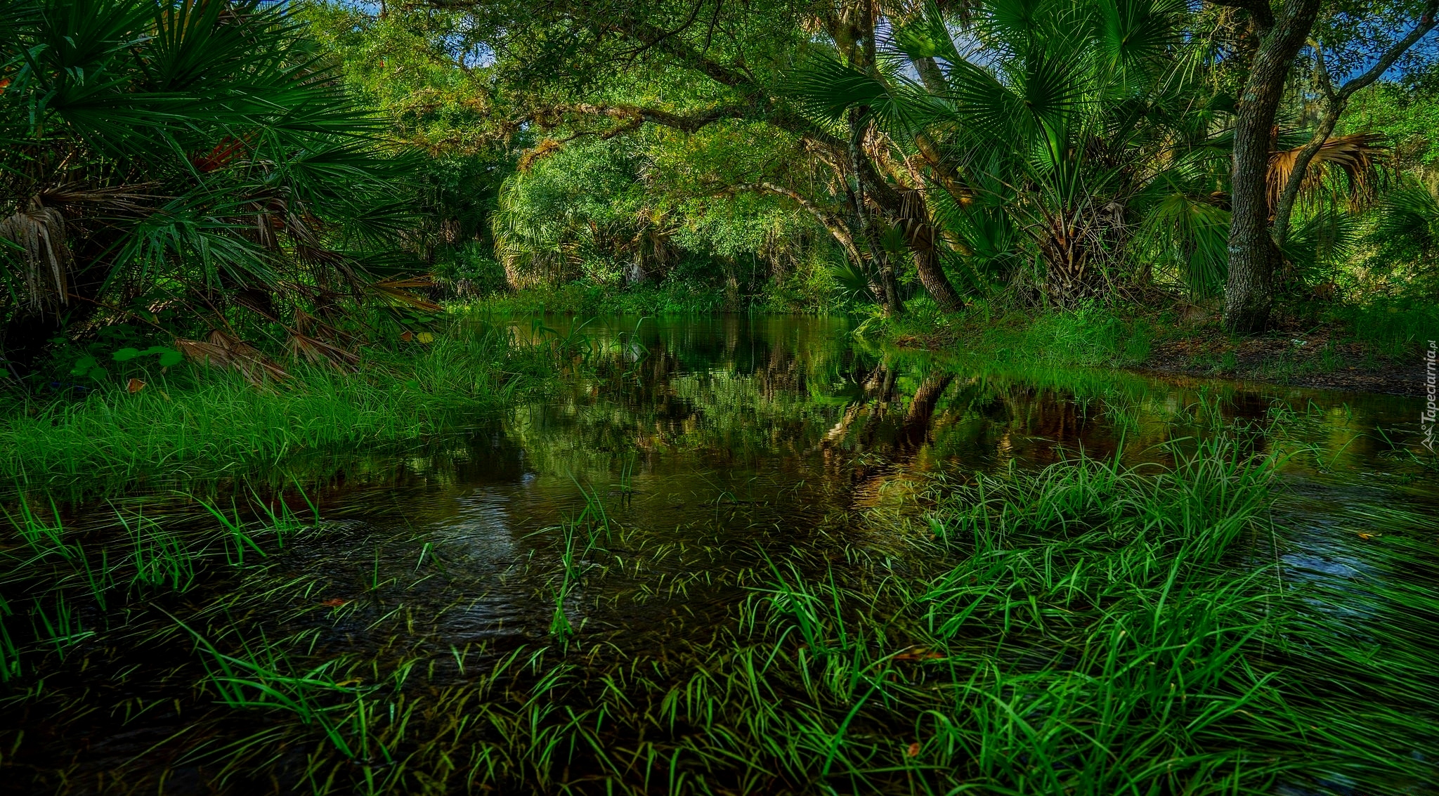 Rzeka Myakka River, Park stanowy Myakka River, Stan Floryda, Stany Zjednoczone, Drzewa, Las, Rośliny, Trawa