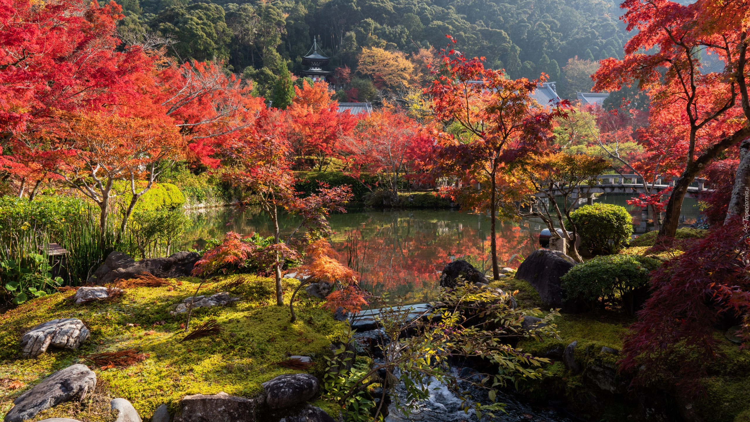 Park, Kolorowe, Drzewa, Staw, Kioto, Japonia