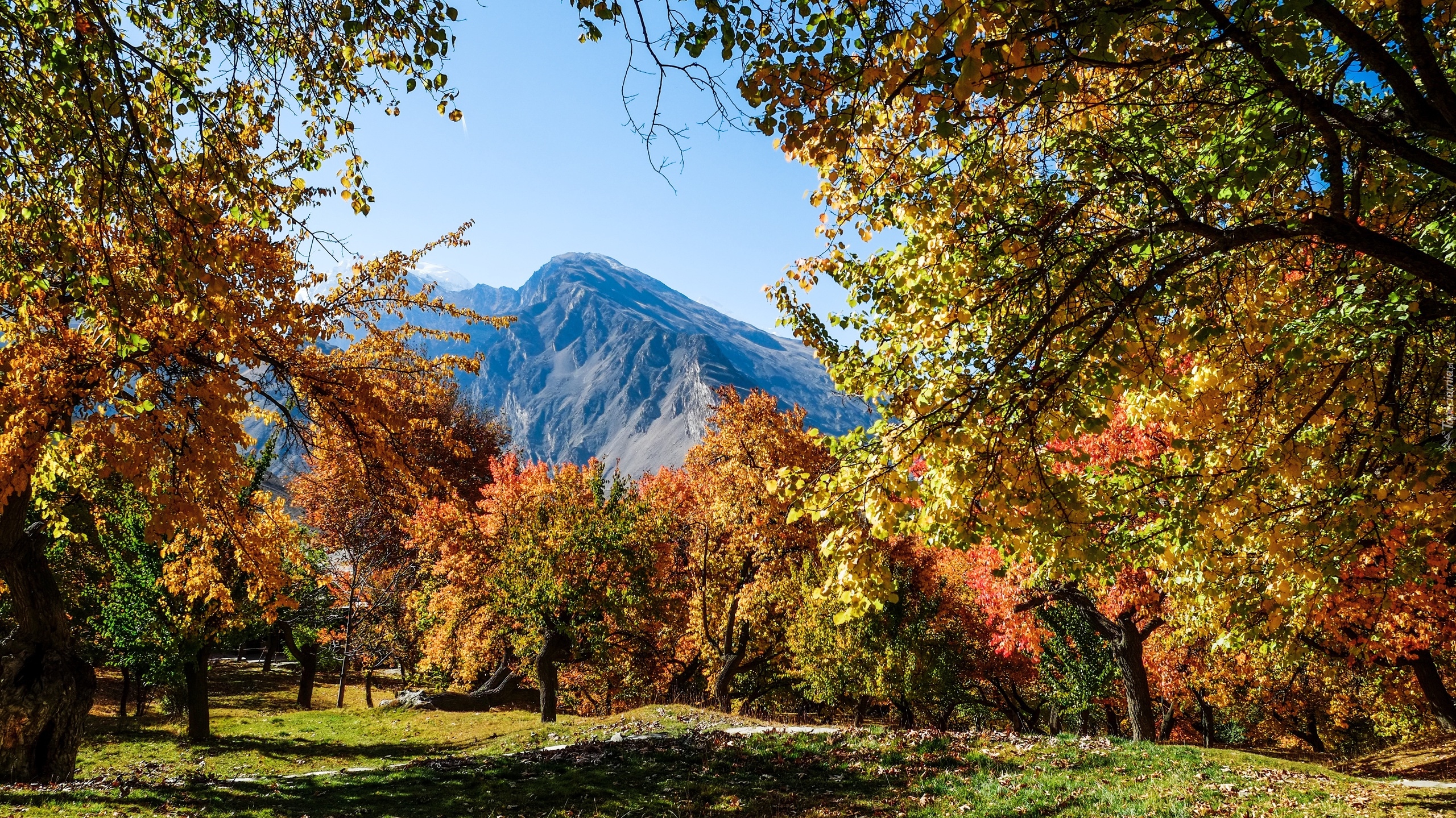 Drzewa, Góry Karakorum, Park, Jesień, Gilgit-Baltistan, Pakistan