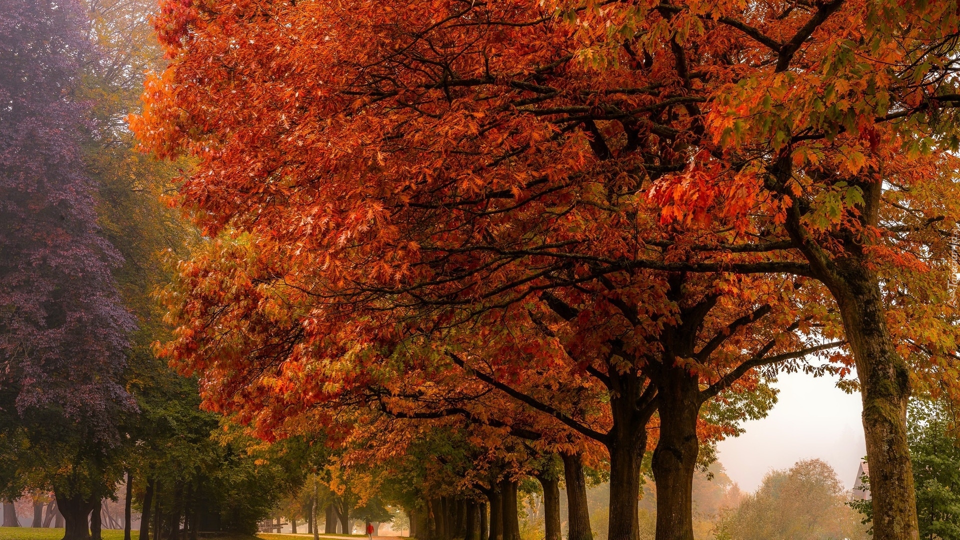 Park, Aleja, Drzewa, Jesień