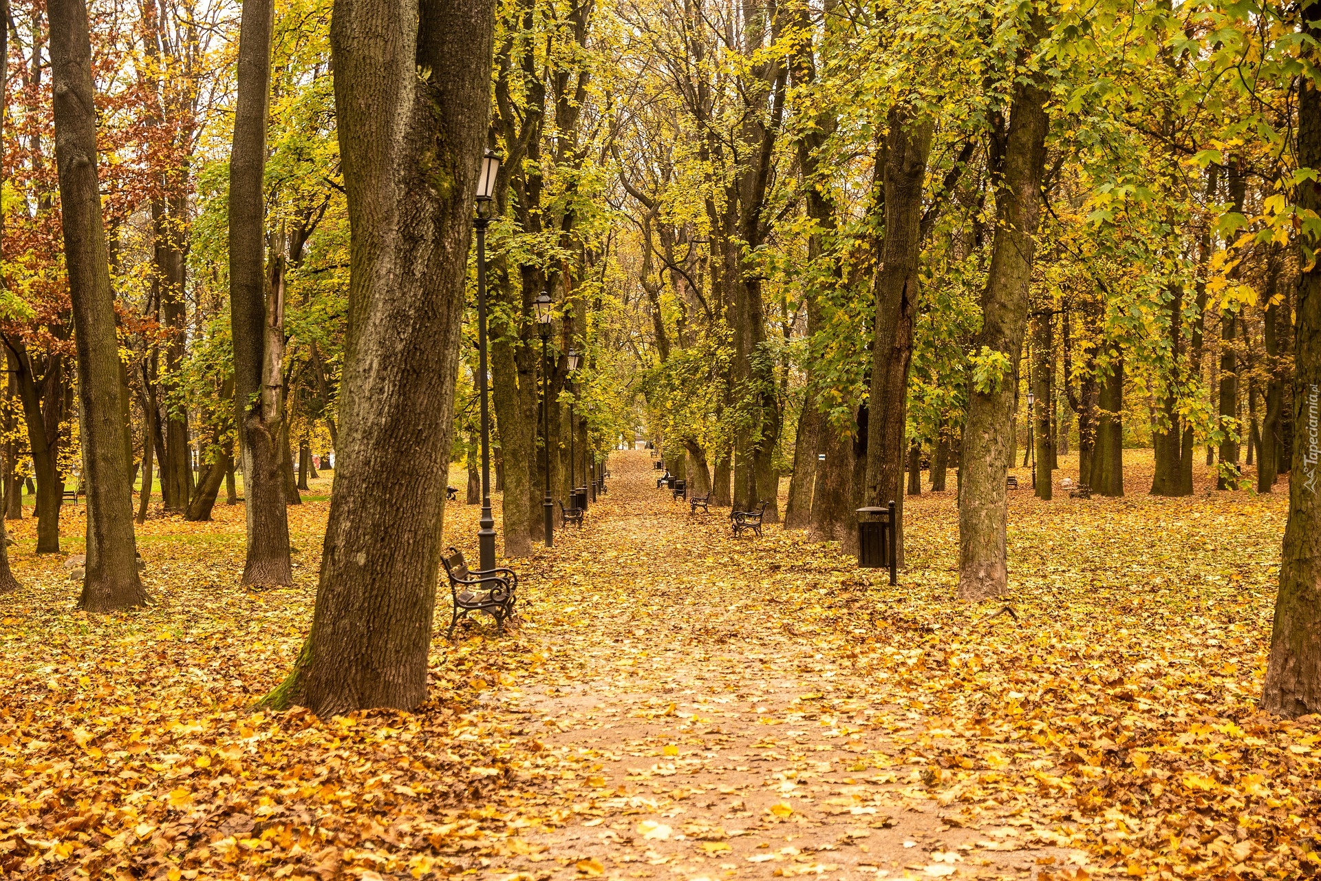 Jesień, Park, Opadłe, Liście, Droga, Drzewa, Ławki, Latarnie