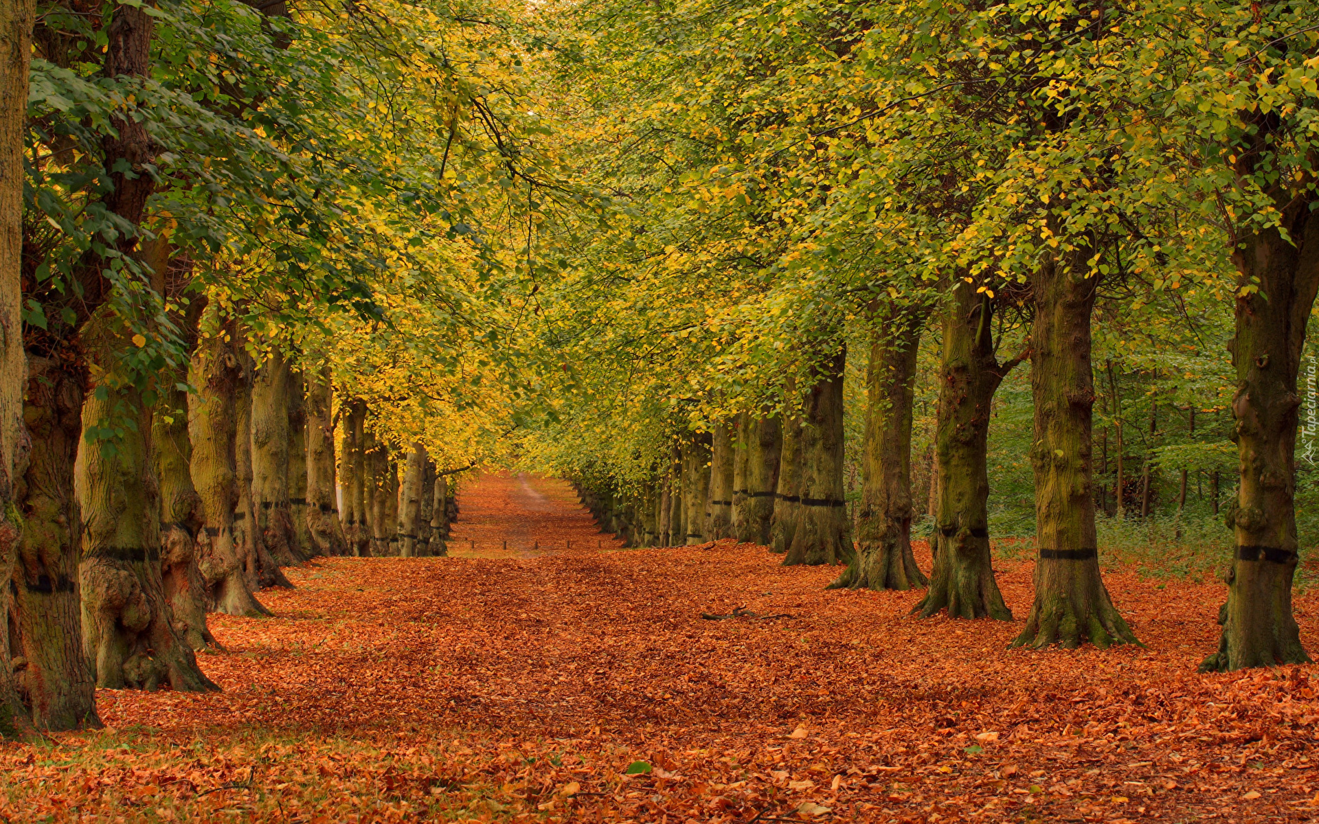 Park, Jesień, Drzewa, Liście, Alejka