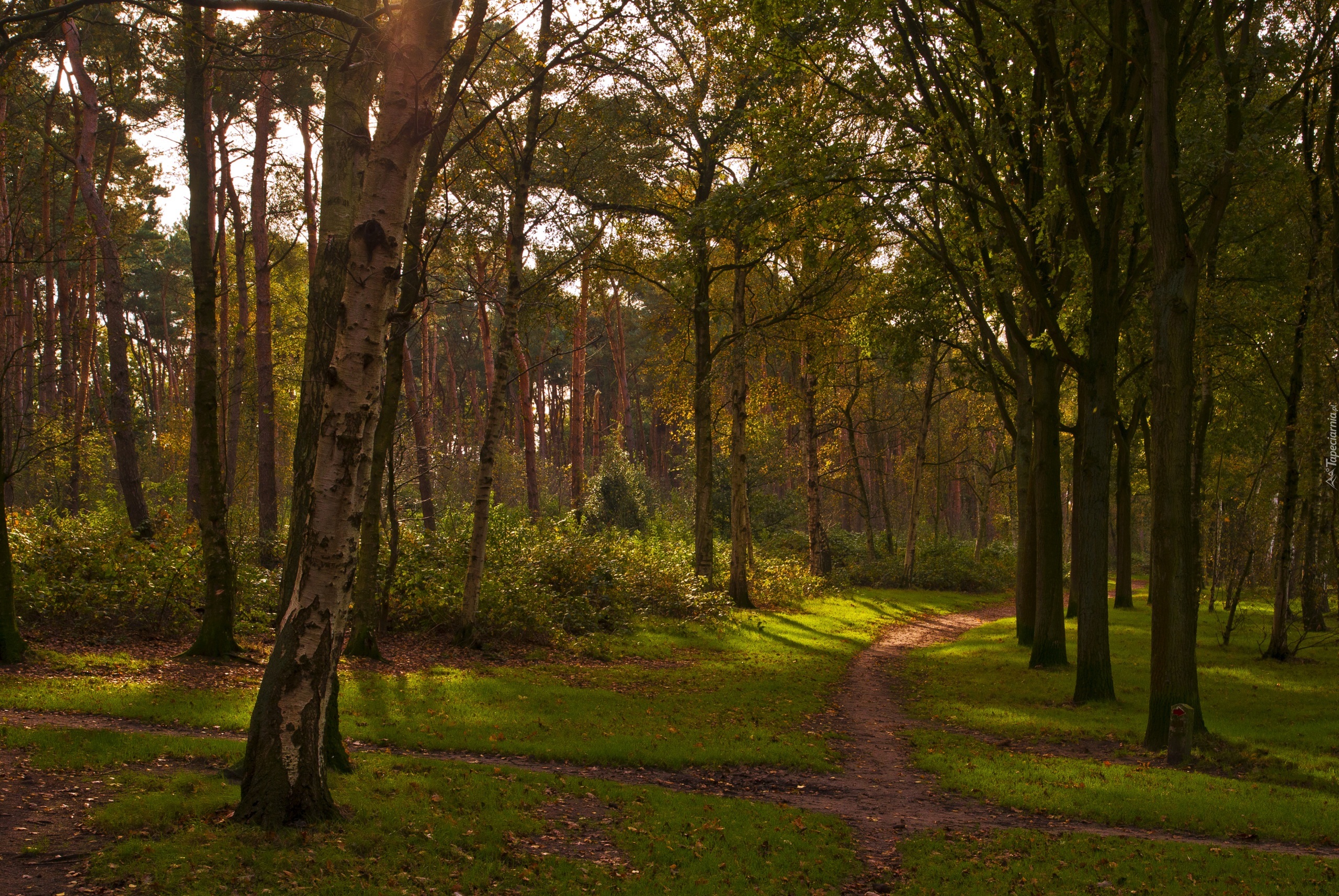 Las, Park, Ścieżka