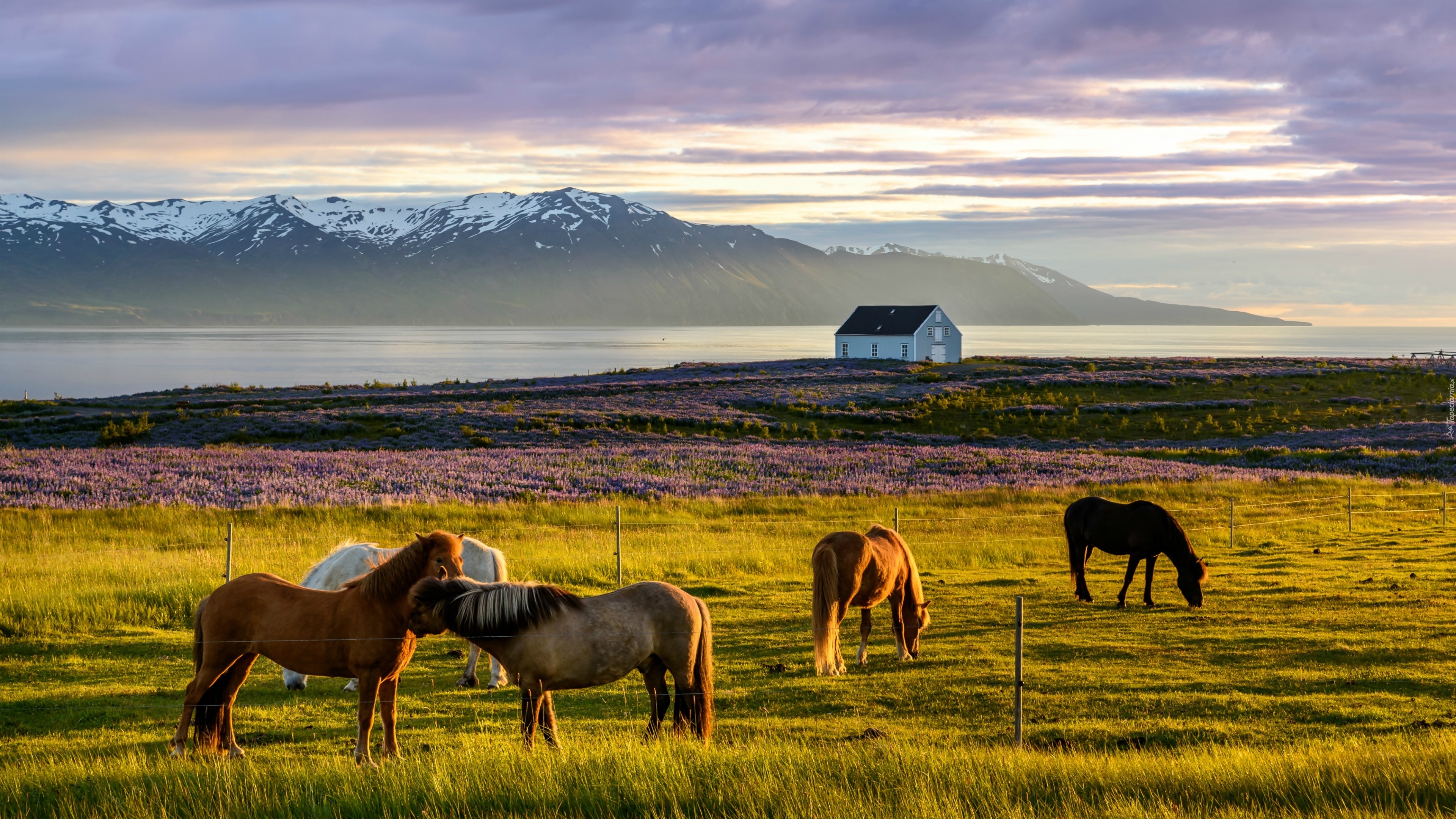 Islandia, Fiord Skagafjordur, Konie, Łąka, Wrzosy, Dom