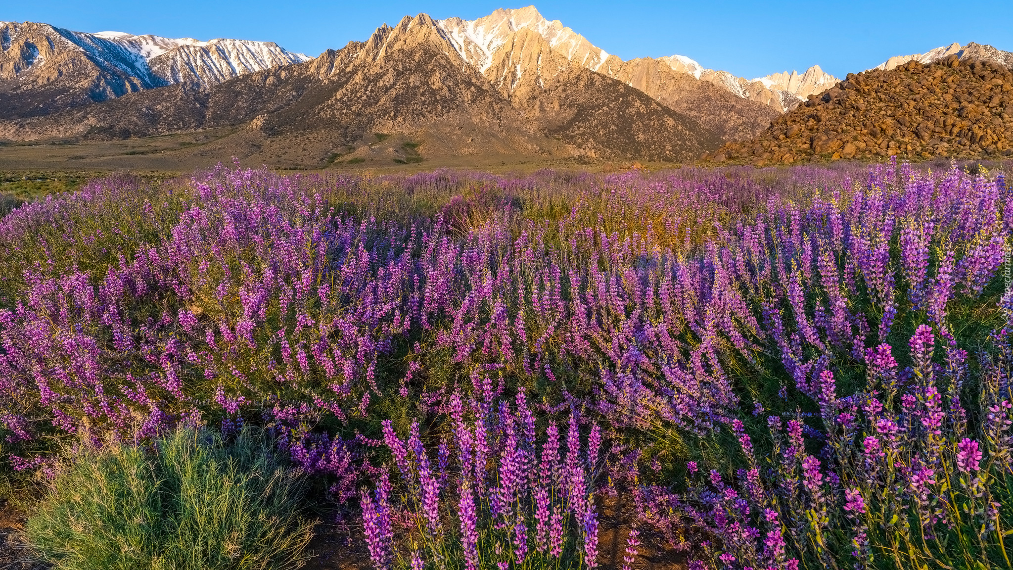 Kwiaty, Łubin, Góry, Alabama Hills, Stan Kalifornia, Stany Zjednoczone