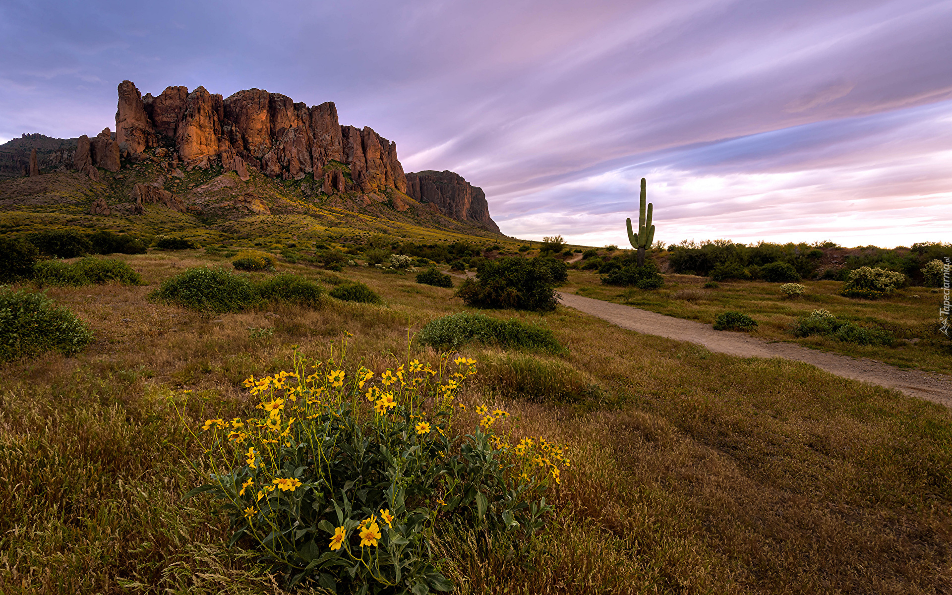 Stany Zjednoczone, Stan Arizona, Góry, Superstition Mountains, Skały, Droga, Trawa, Kwiaty, Kaktus