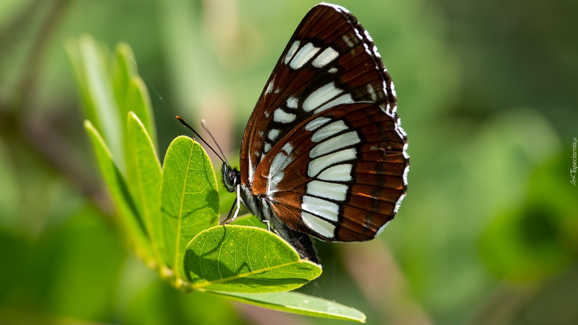 Motyl, Pasyn lucylla, Pokłonnik lucylla, Owad, Liście