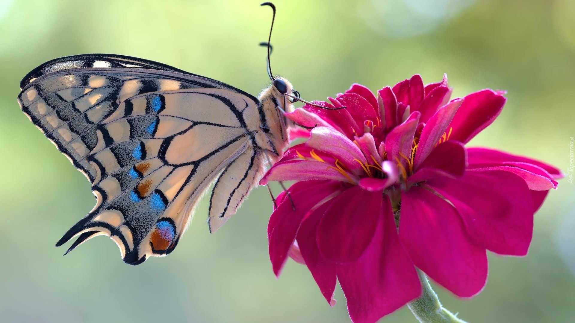 Motyl, Paź królowej, Makro, Czerwony, Kwiat, Dalia