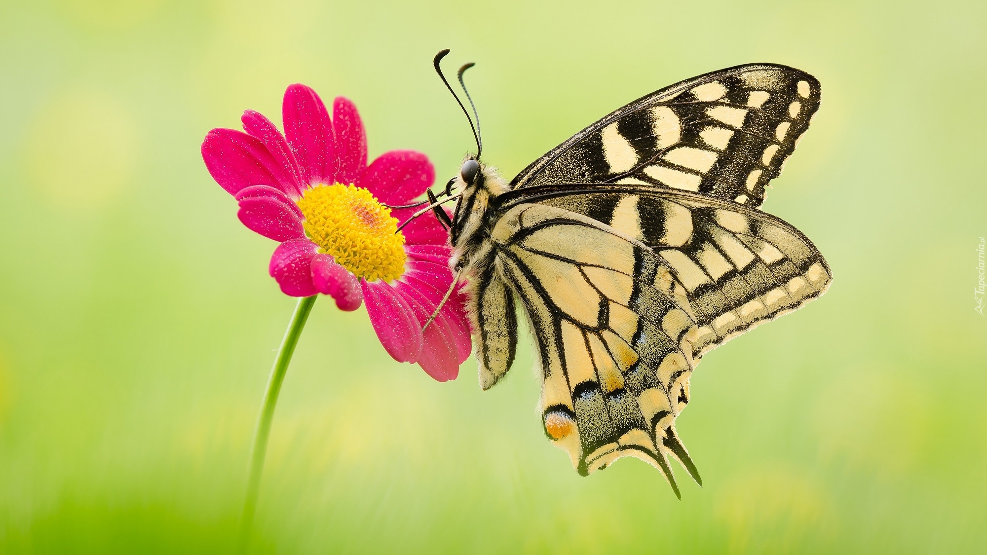 Motyl, Paź królowej, Kwiatek, Czerwony, Makro