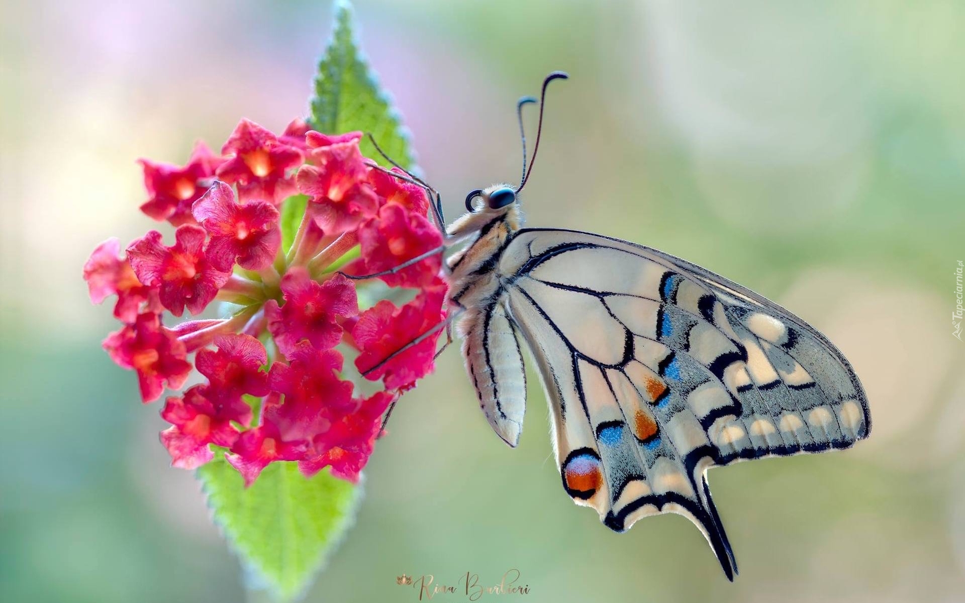 Motyl, Paź królowej, Czerwony, Kwiat