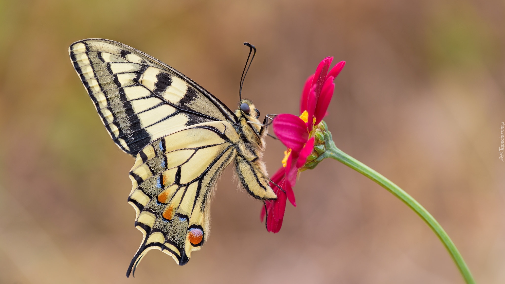 Motyl, Paź królowej, Czerwony, Kwiat, Makro