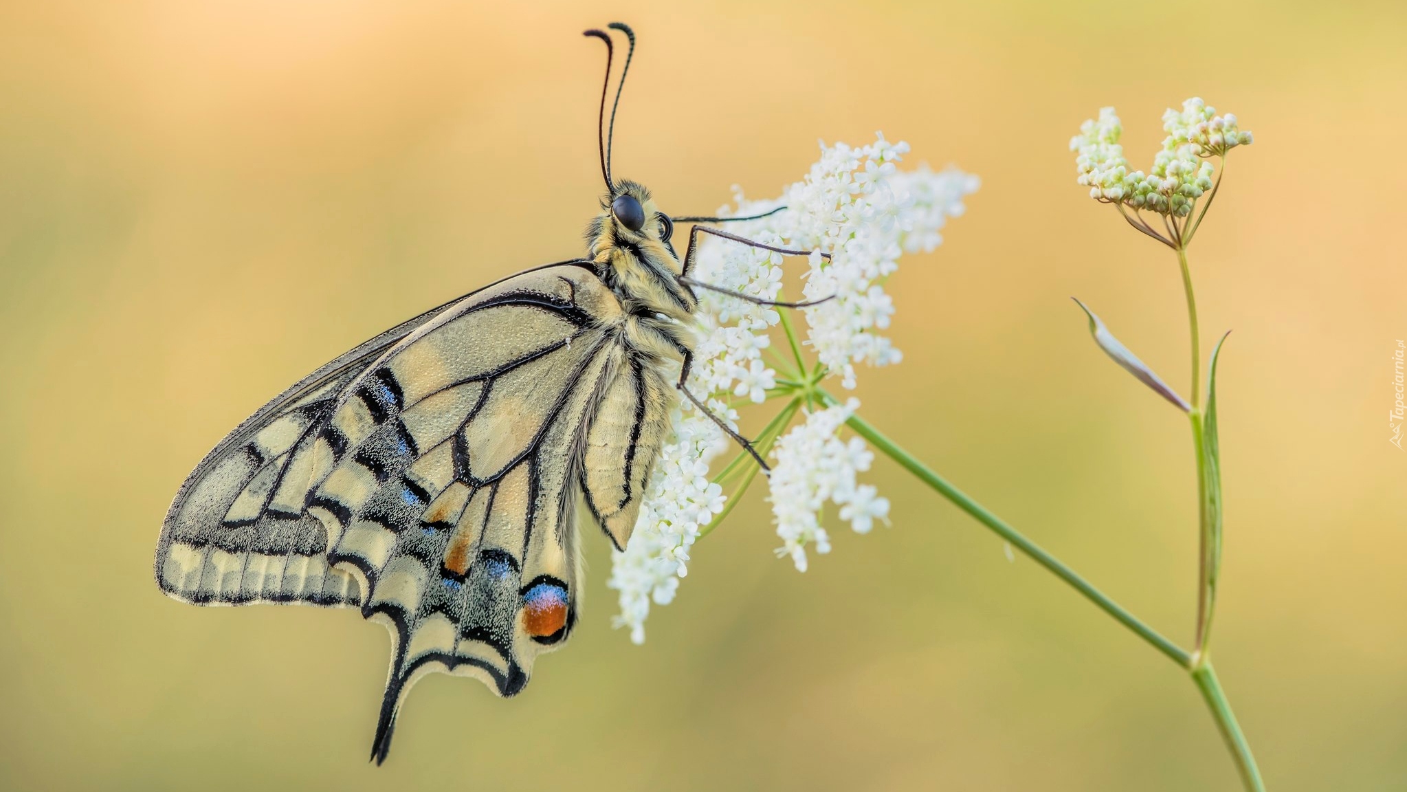 Motyl, Paź królowej, Dzika marchew