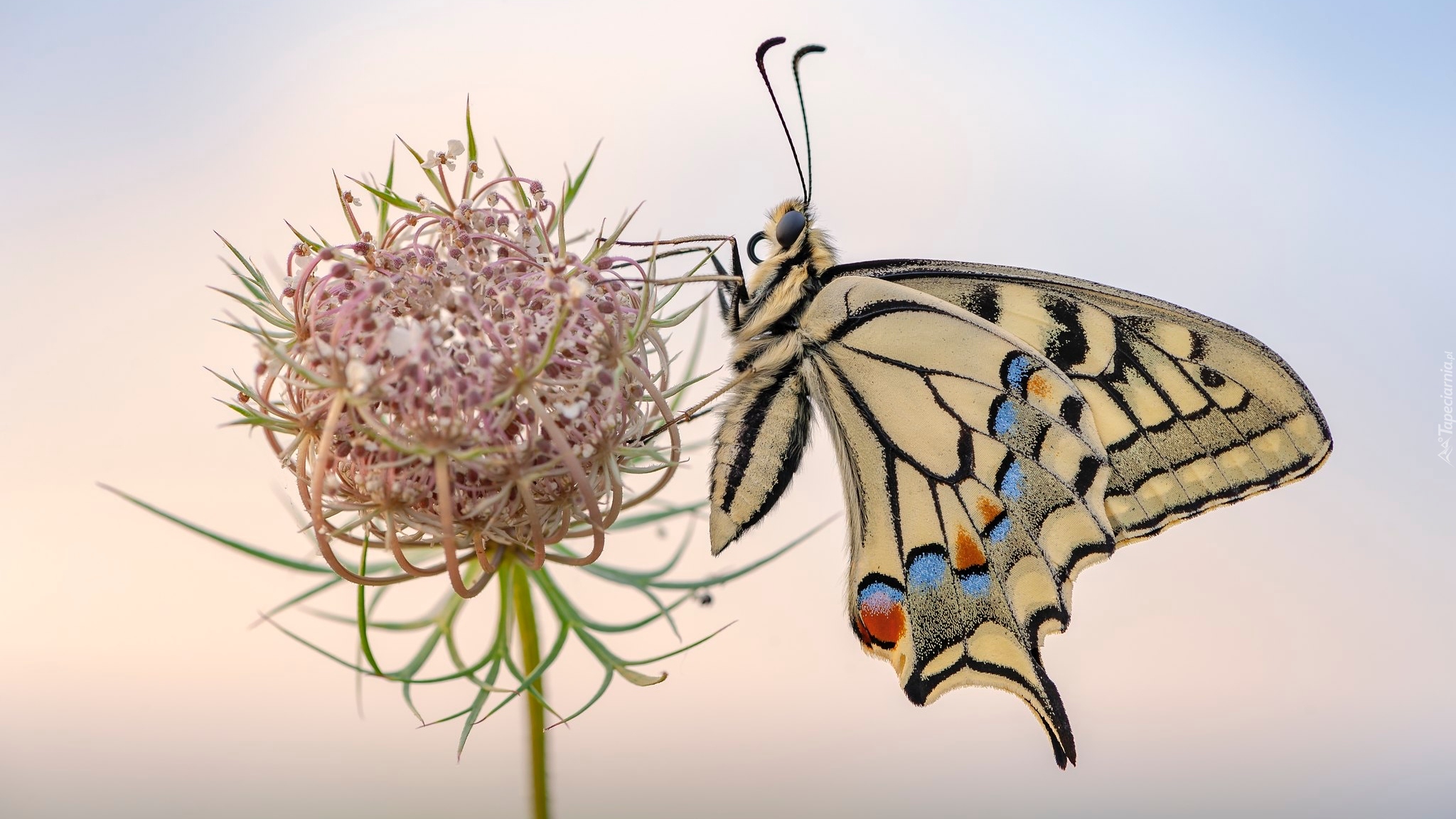 Motyl, Paź królowej, Roślina, Dzika marchew, Makro