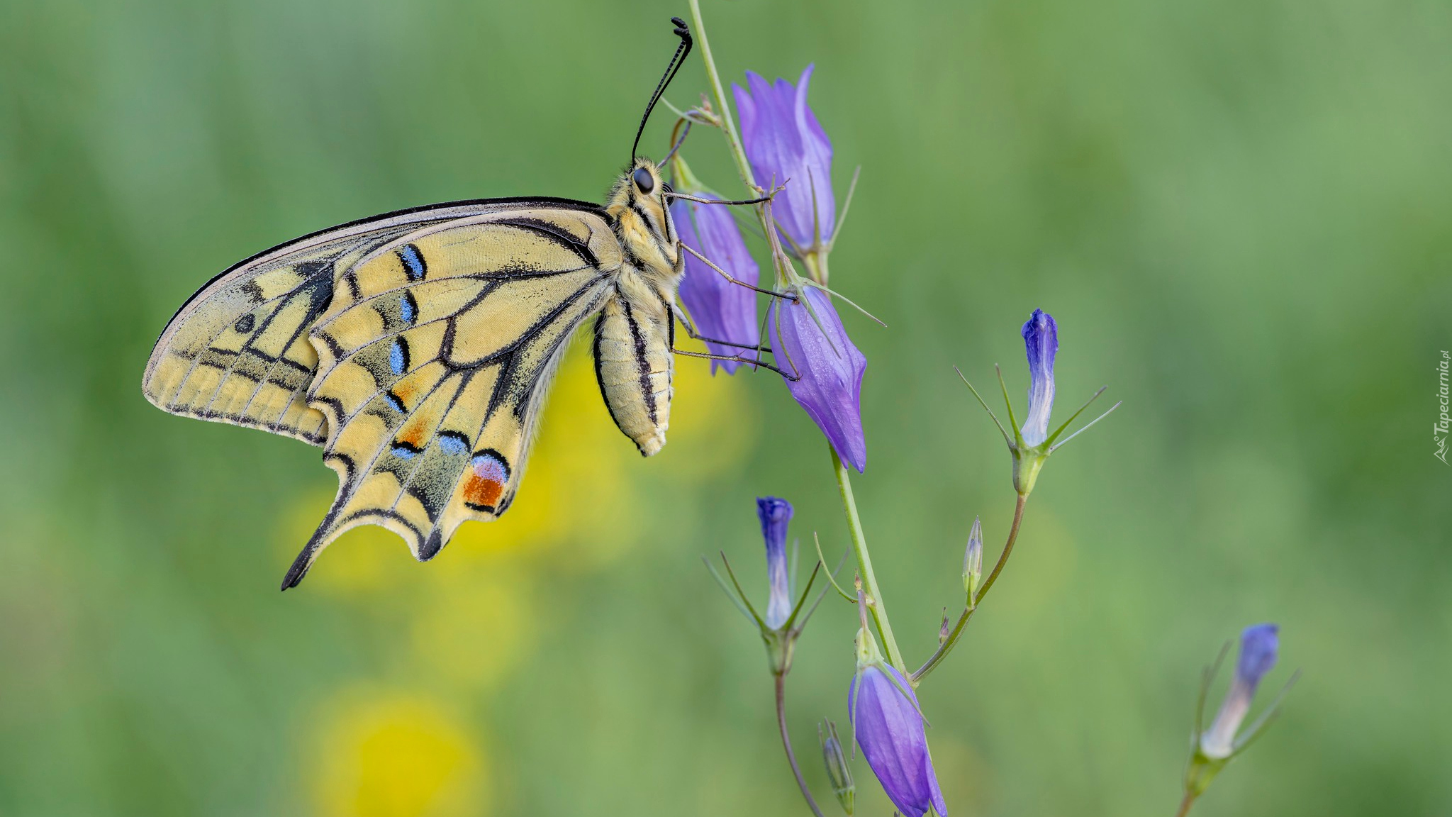 Motyl, Paź królowej, Kwiat, Fioletowy, Dzwonek