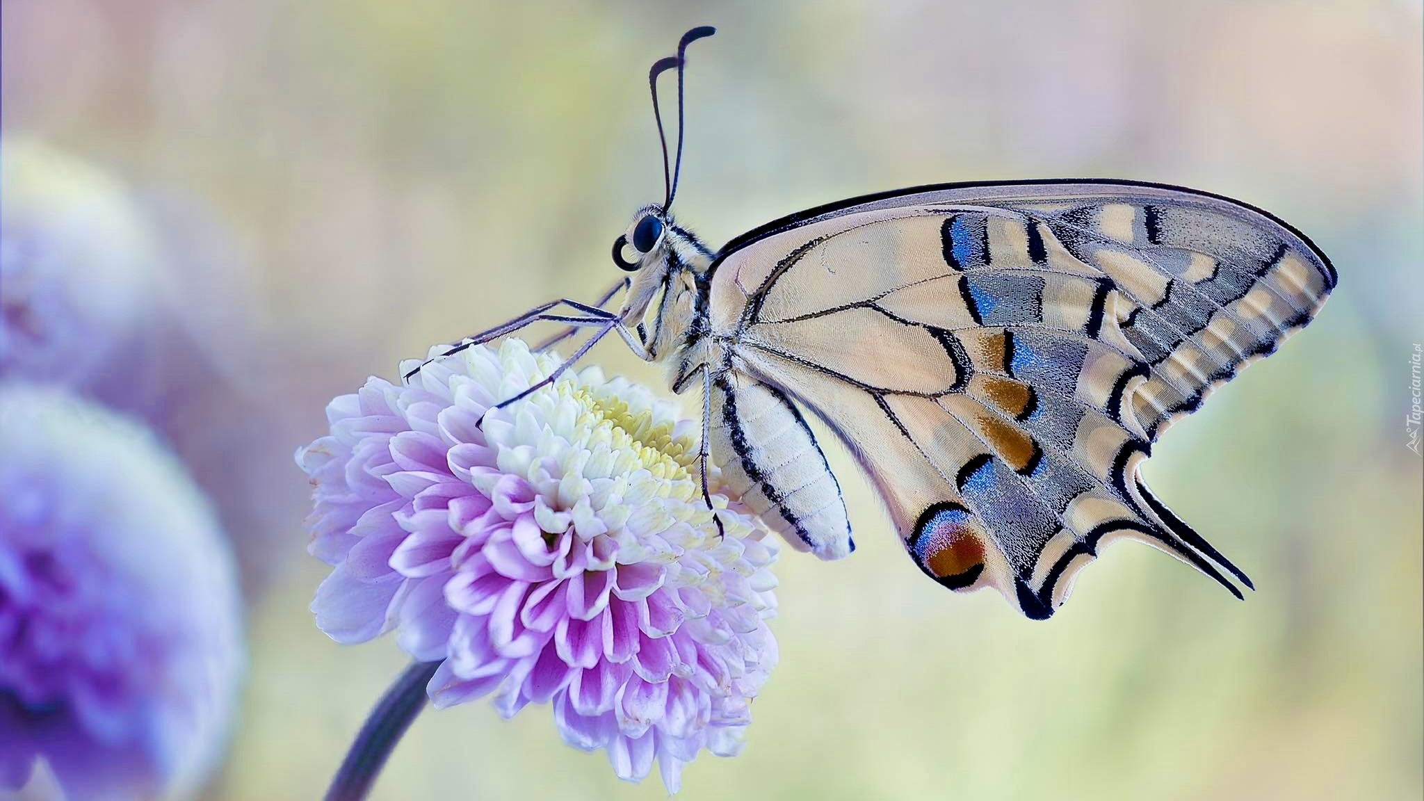 Motyl, Paź królowej, Kwiat, Fioletowy, Makro