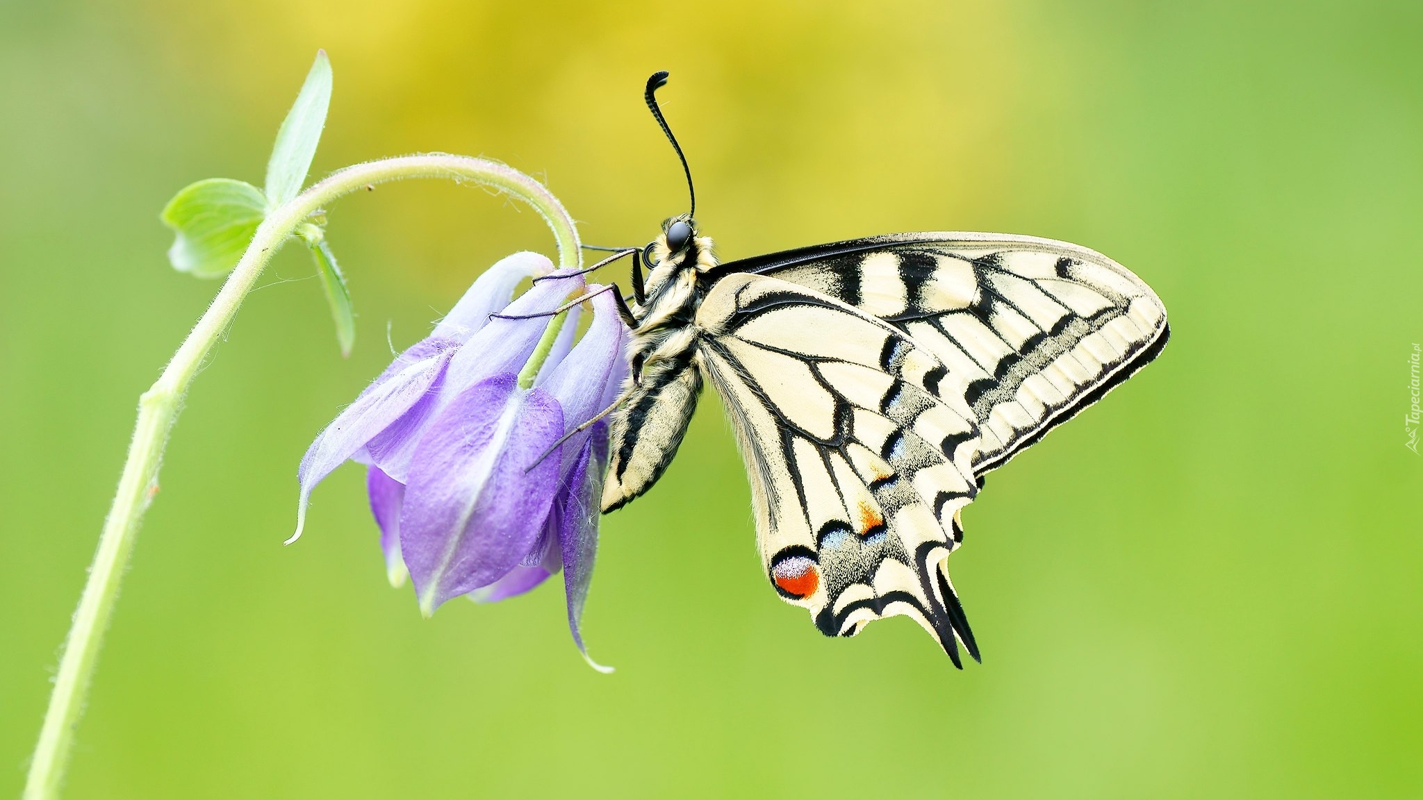 Motyl, Paź królowej, Fioletowy, Kwiat, Zbliżenie