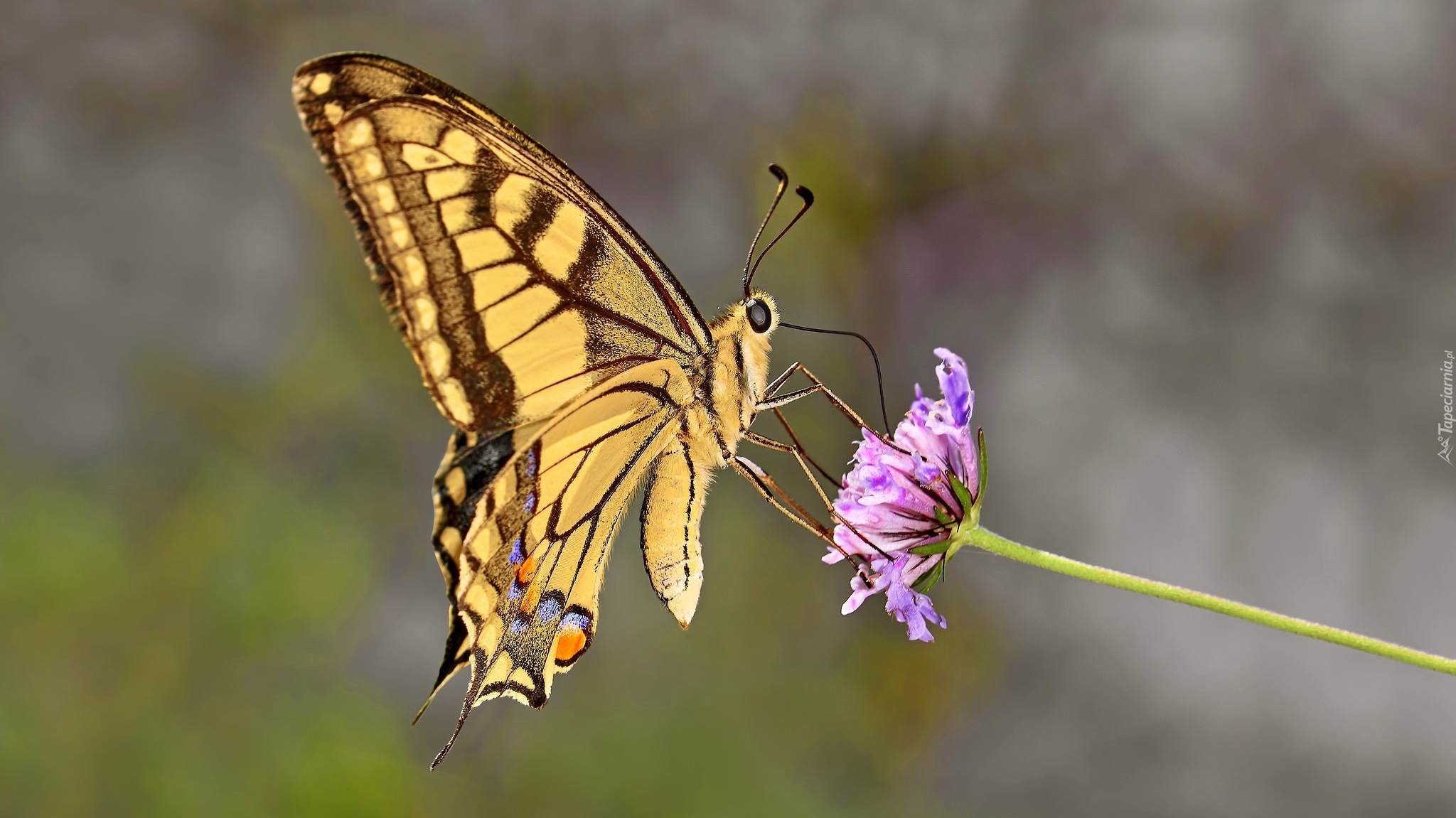 Motyl, Paź królowej, Fioletowy, Kwiatek, Makro