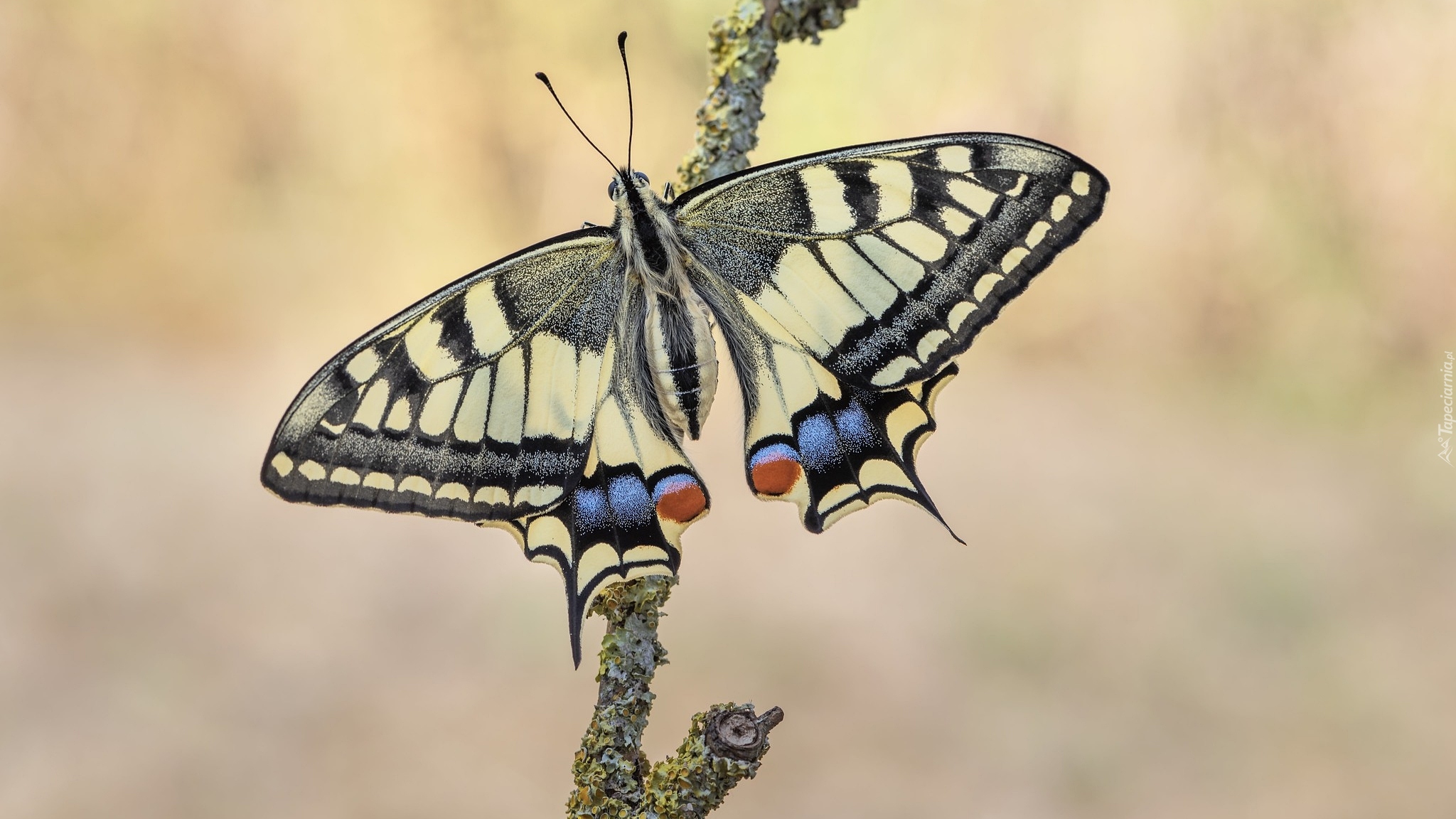 Motyl, Paź królowej, Gałąź