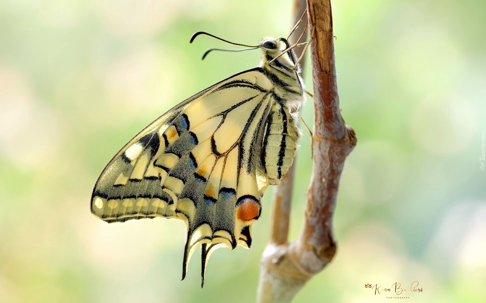 Makro, Motyl, Paź królowej, Gałązka