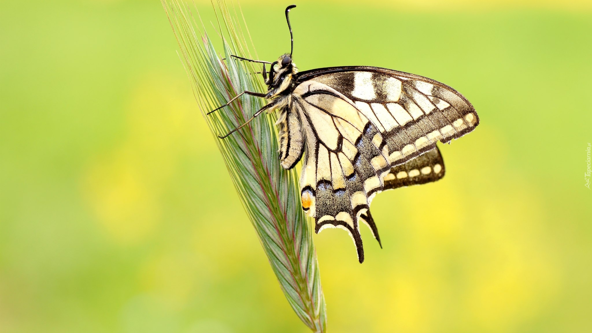 Motyl, Paź królowej, Kłos, Zboże, Makro