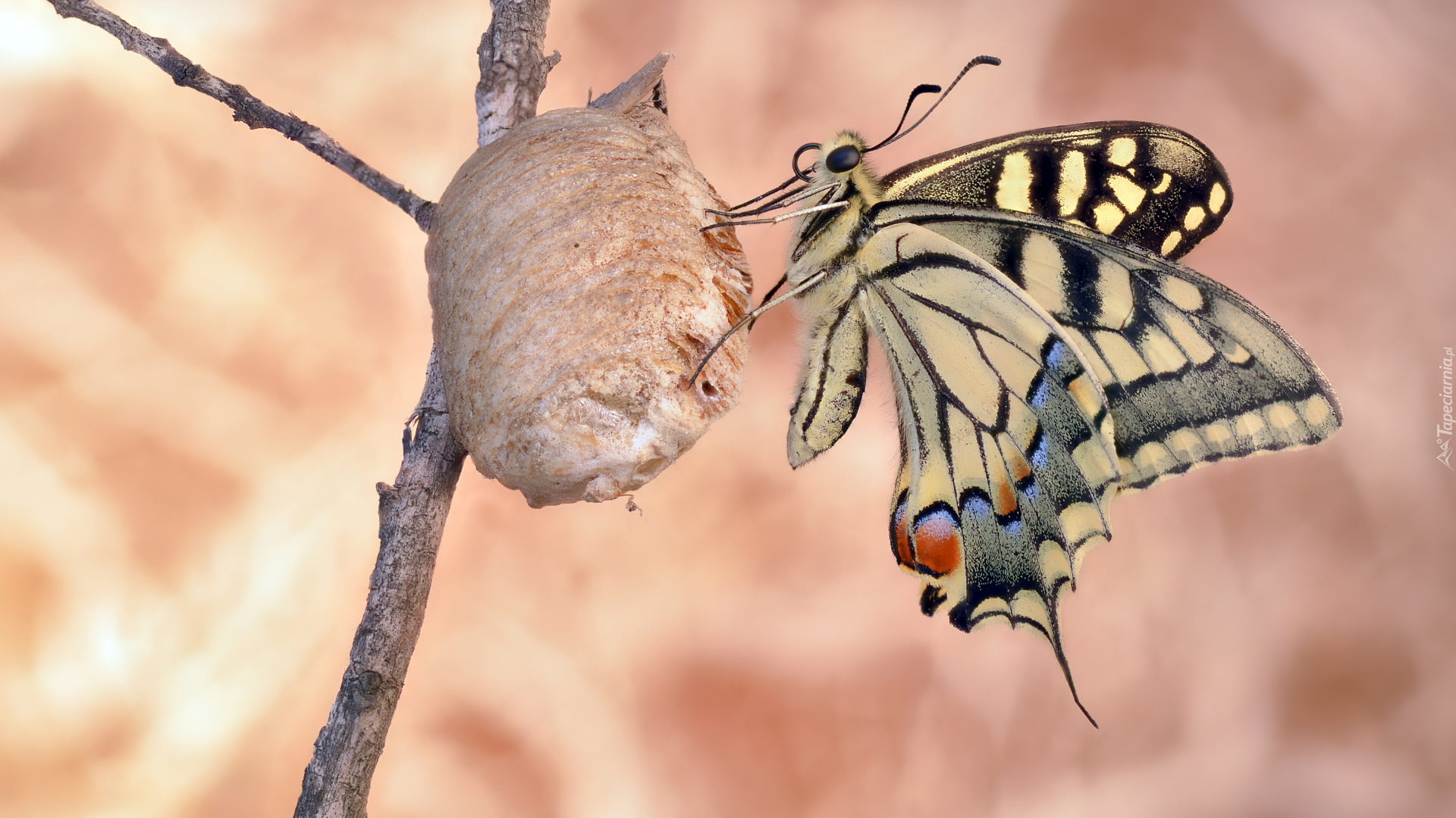 Gałązka, Motyl, Paź królowej