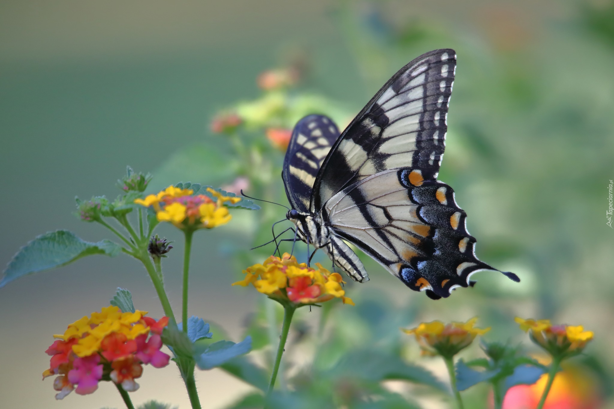 Motyl, Paź królowej, Kwiatki