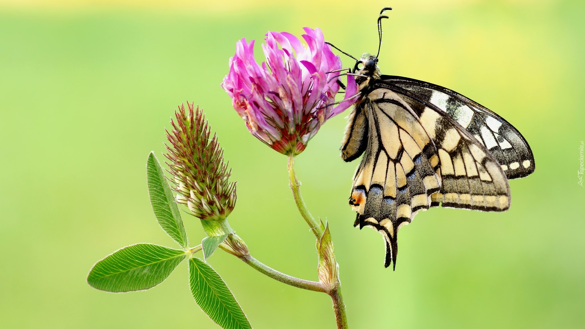 Motyl, Paź królowej, Kwiat, Koniczyna, Makro