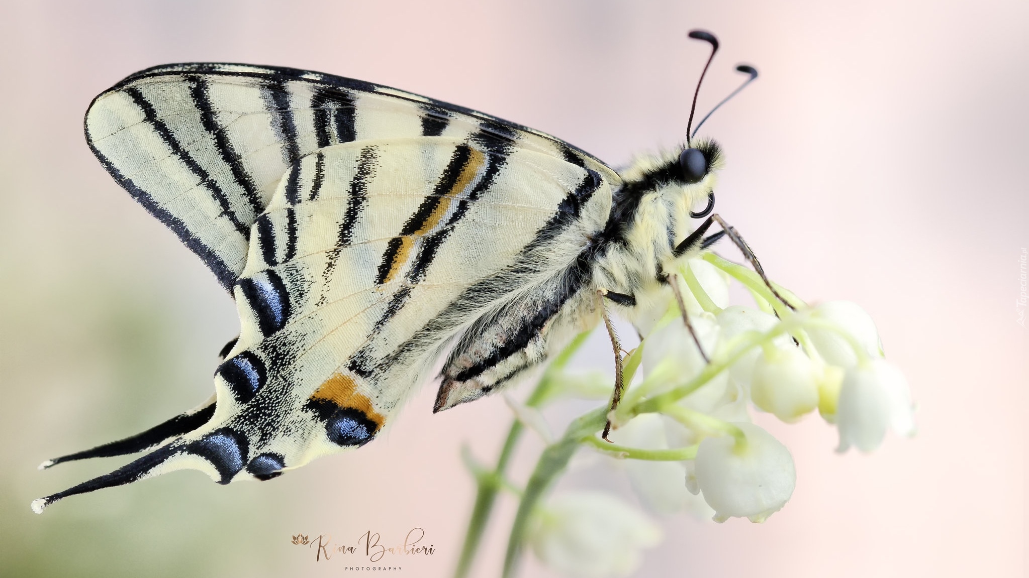 Motyl, Paź żeglarz, Kwiat, Konwalia