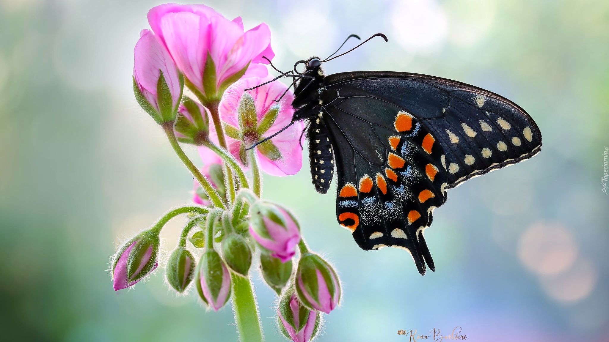 Motyl, Czarny, Paź królowej, Kwiat, Pelargonia, Rozmycie, Makro