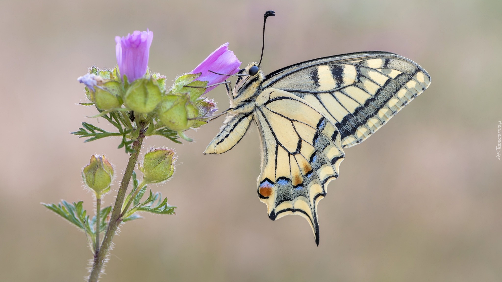 Motyl, Paź królowej, Kwiat, Ślaz zaniedbany