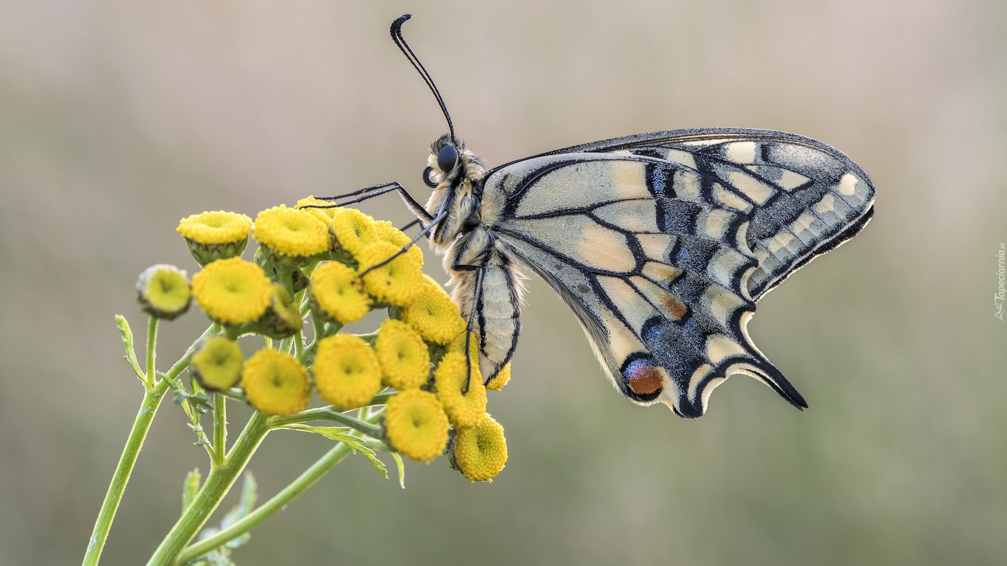 Motyl, Paź królowej, Żółte, Kwiaty, Wrotycz