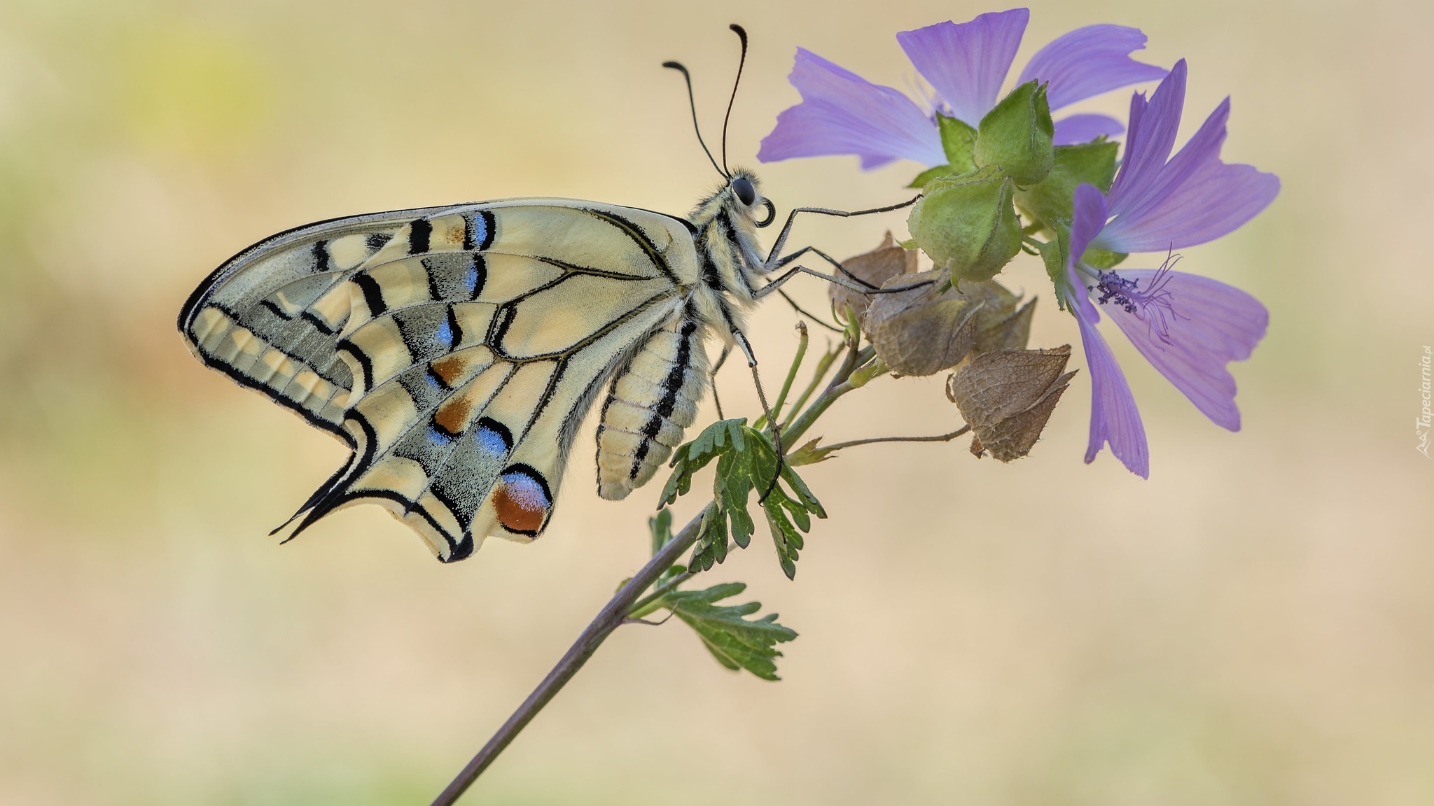 Motyl, Paź królowej, Kwiat, Ślaz zaniedbany, Zbliżenie