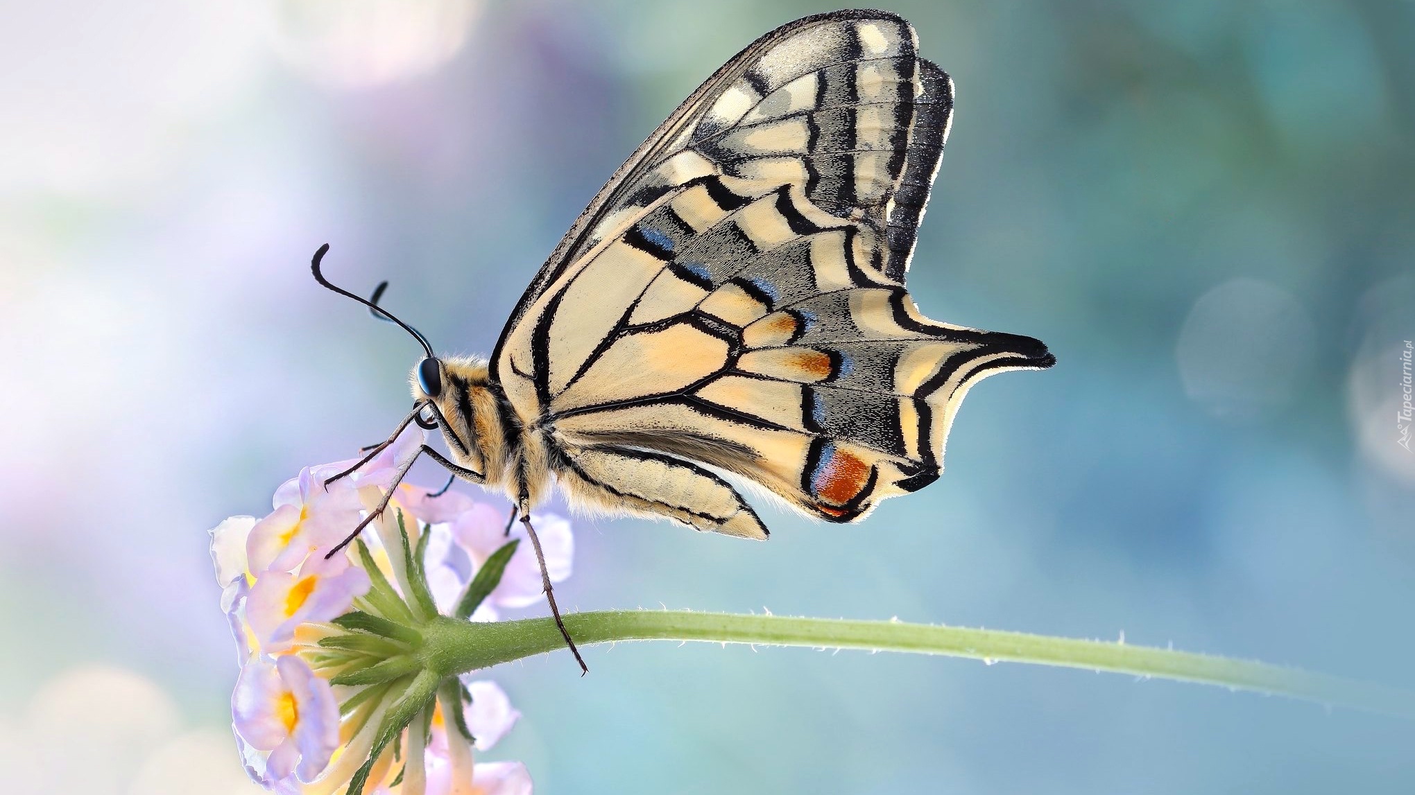 Motyl, Paź królowej, Kwiatek, Rozmycie, Makro