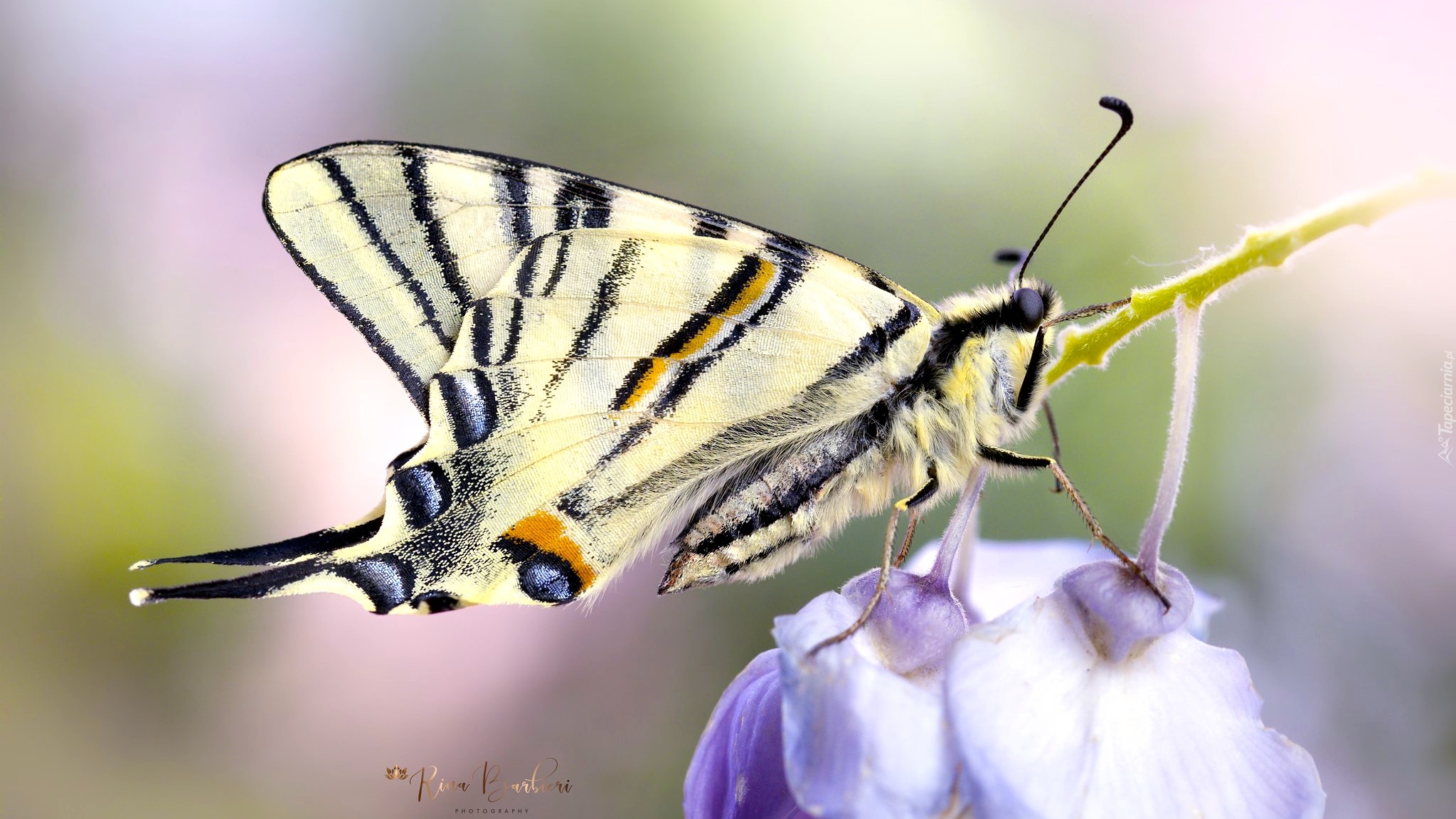 Motyl, Paź królowej, Kwiaty, Makro, Rozmycie