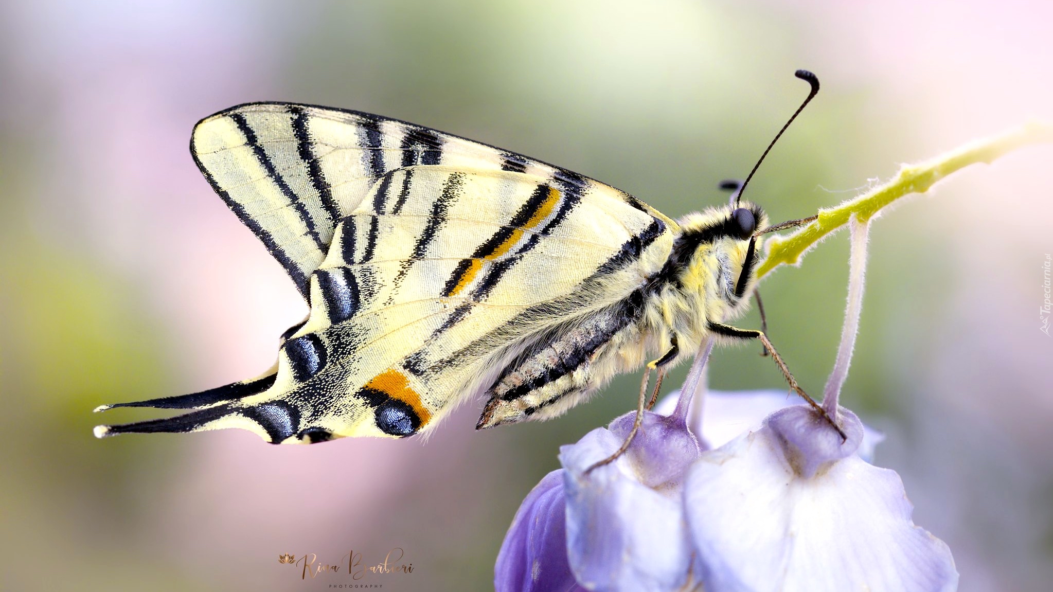 Motyl, Paź królowej, Kwiaty, Makro, Rozmycie