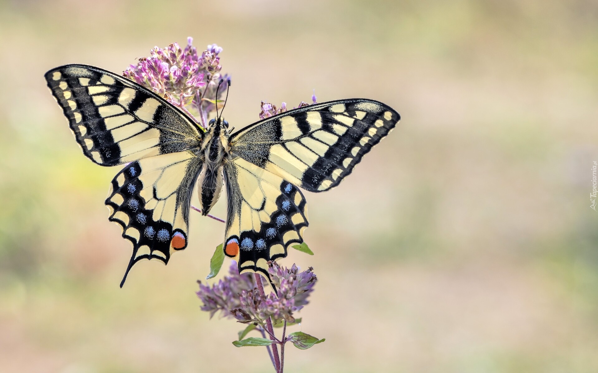 Motyl, Paź królowej, Kwiaty, Gałązka