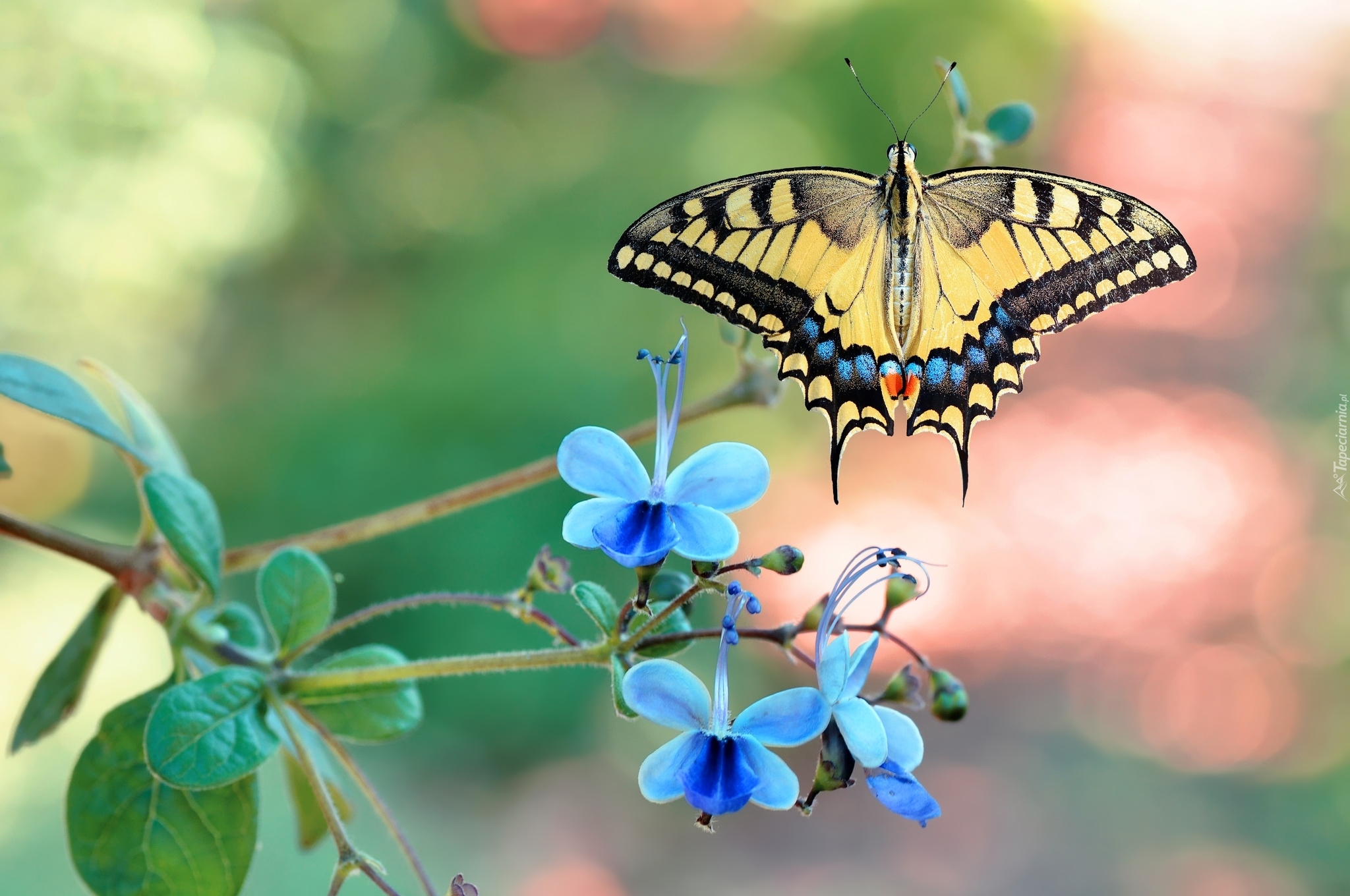 Motyl, Paź królowej, Niebieskie, Kwiatki