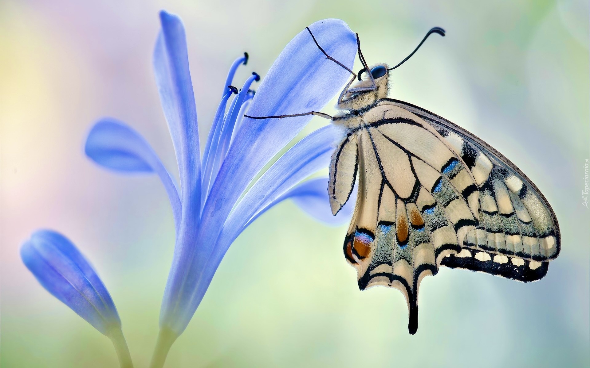 Motyl, Paź królowej, Kwiat, Niebieski