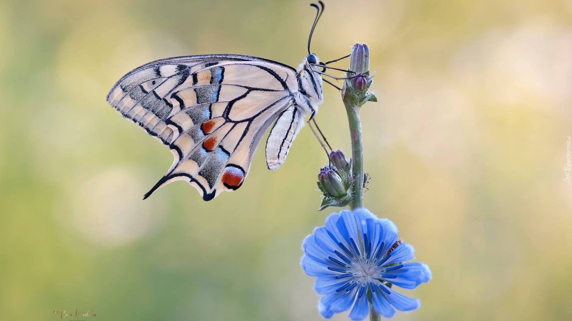 Motyl, Paź królowej, Niebieski, Kwiat, Makro