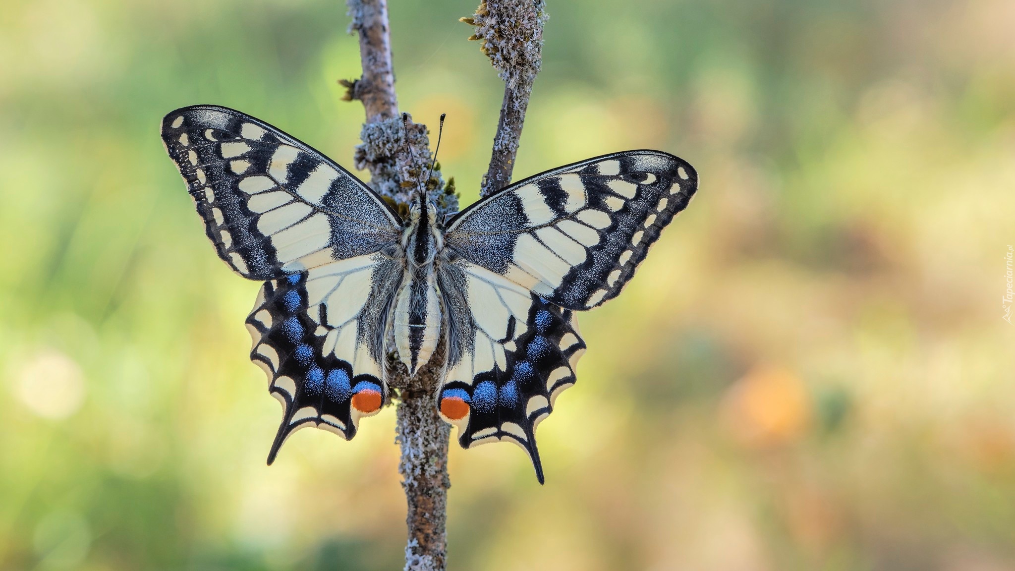 Motyl, Paź królowej, Patyk, Rozmyte, Tło