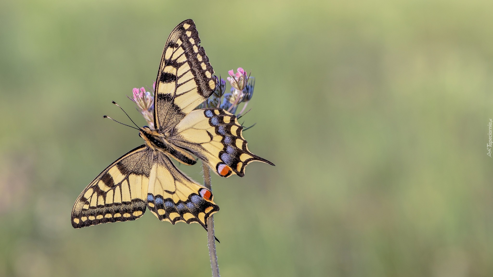 Motyl, Paź królowej, Roślinka, Zbliżenie