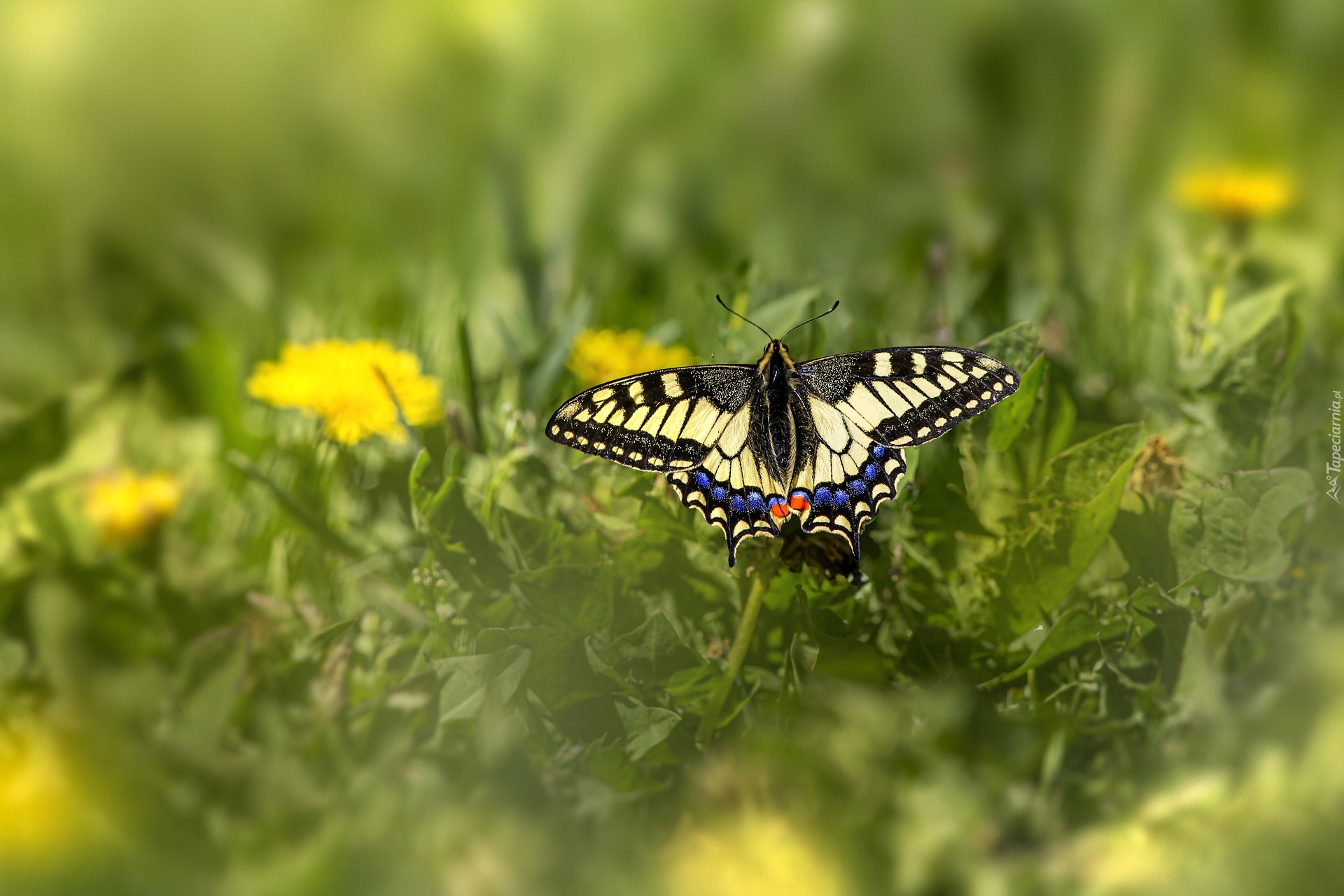 Motyl, Paź królowej, Rośliny