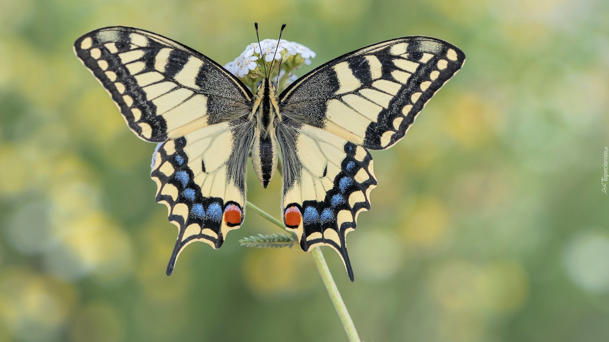 Motyl, Paź królowej, Roślina, Zbliżenie