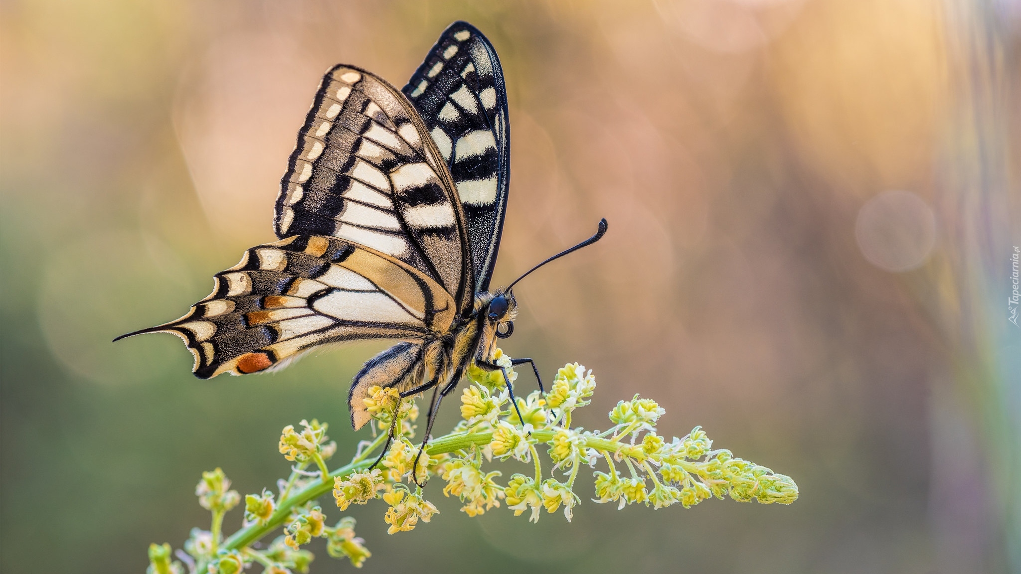 Motyl, Paź królowej, Roślina, Makro